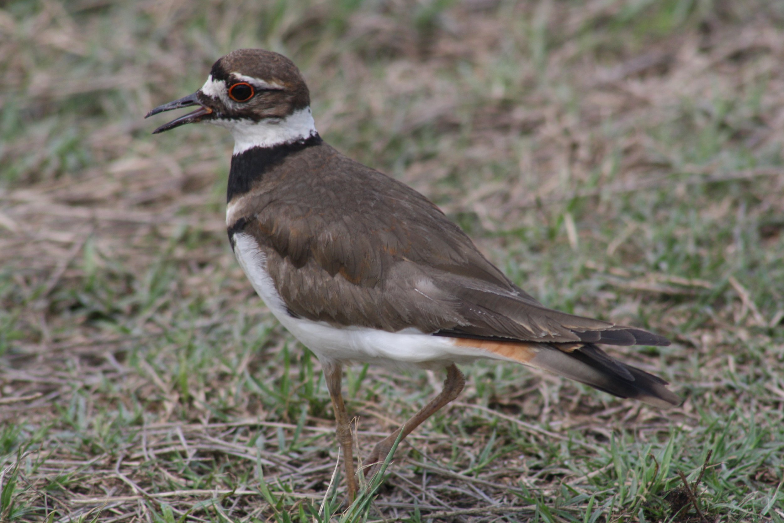Killdeer, Savannah, GA, 2026.