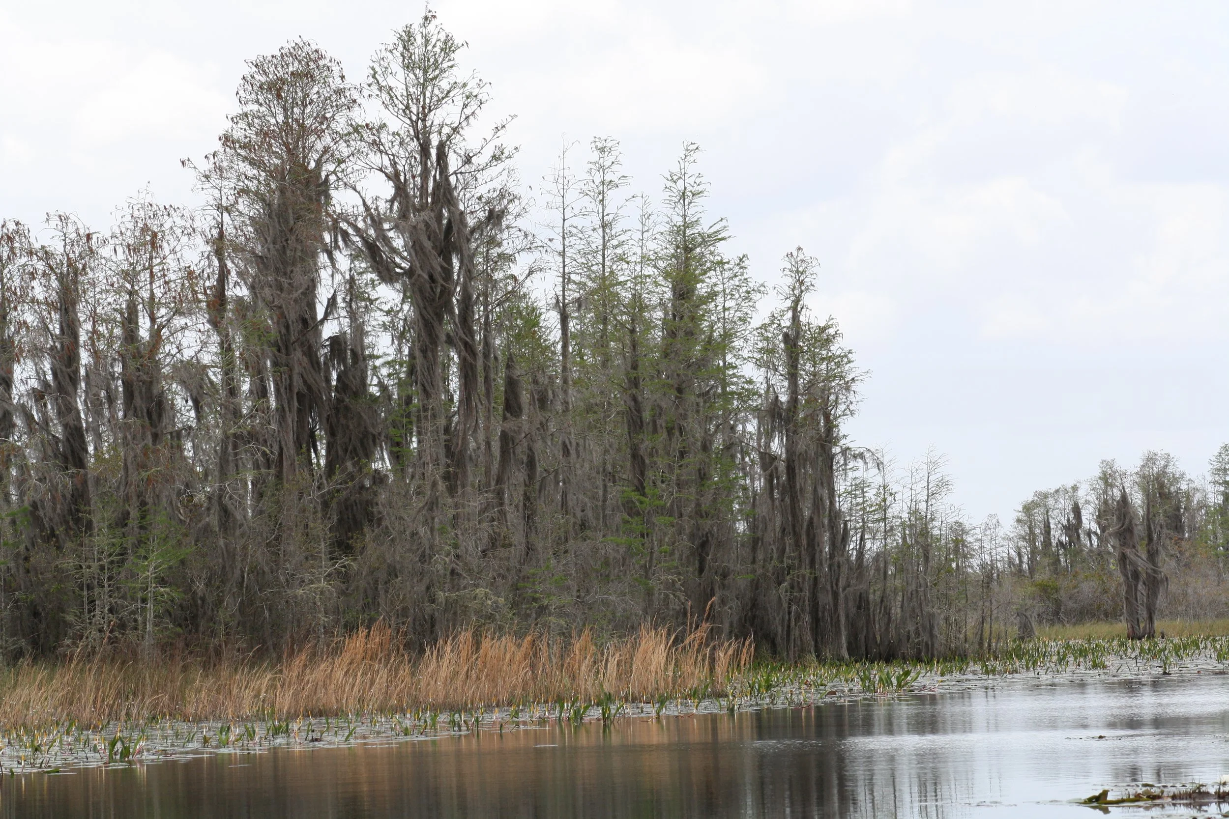 Okefenokee Swamp, GA, 2025.