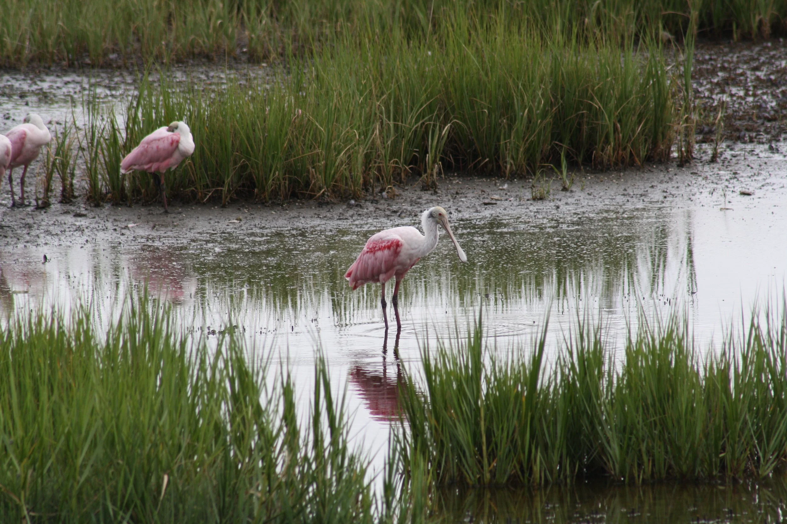 Roseate Spoonbill, Andrew's Island Causeway, GA, 2025.