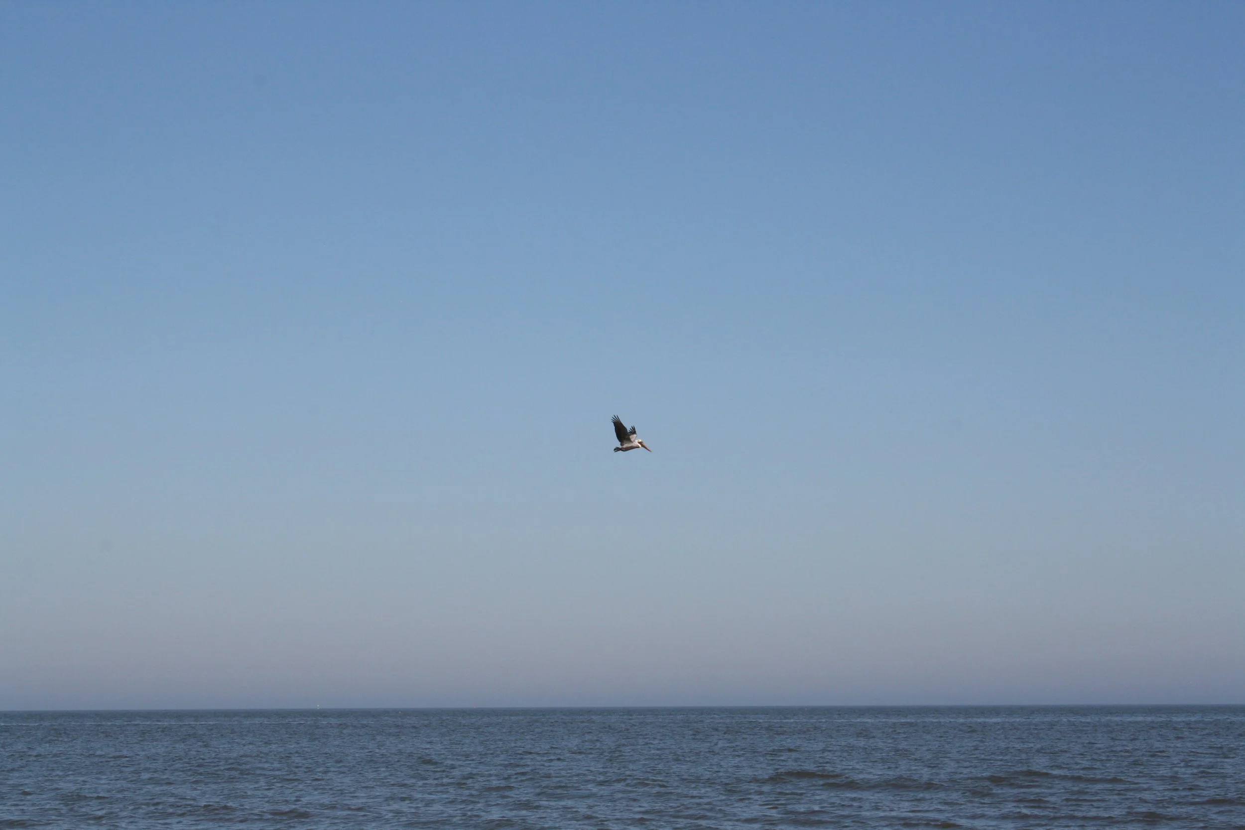 Brown Pelican, Jekyll Island, GA, 2025.