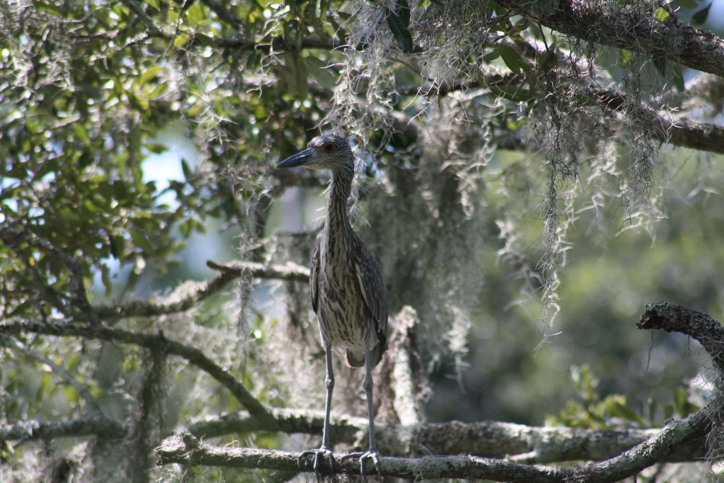 Yellow Crowned Night Heron, Skidaway Island, GA, 2025.