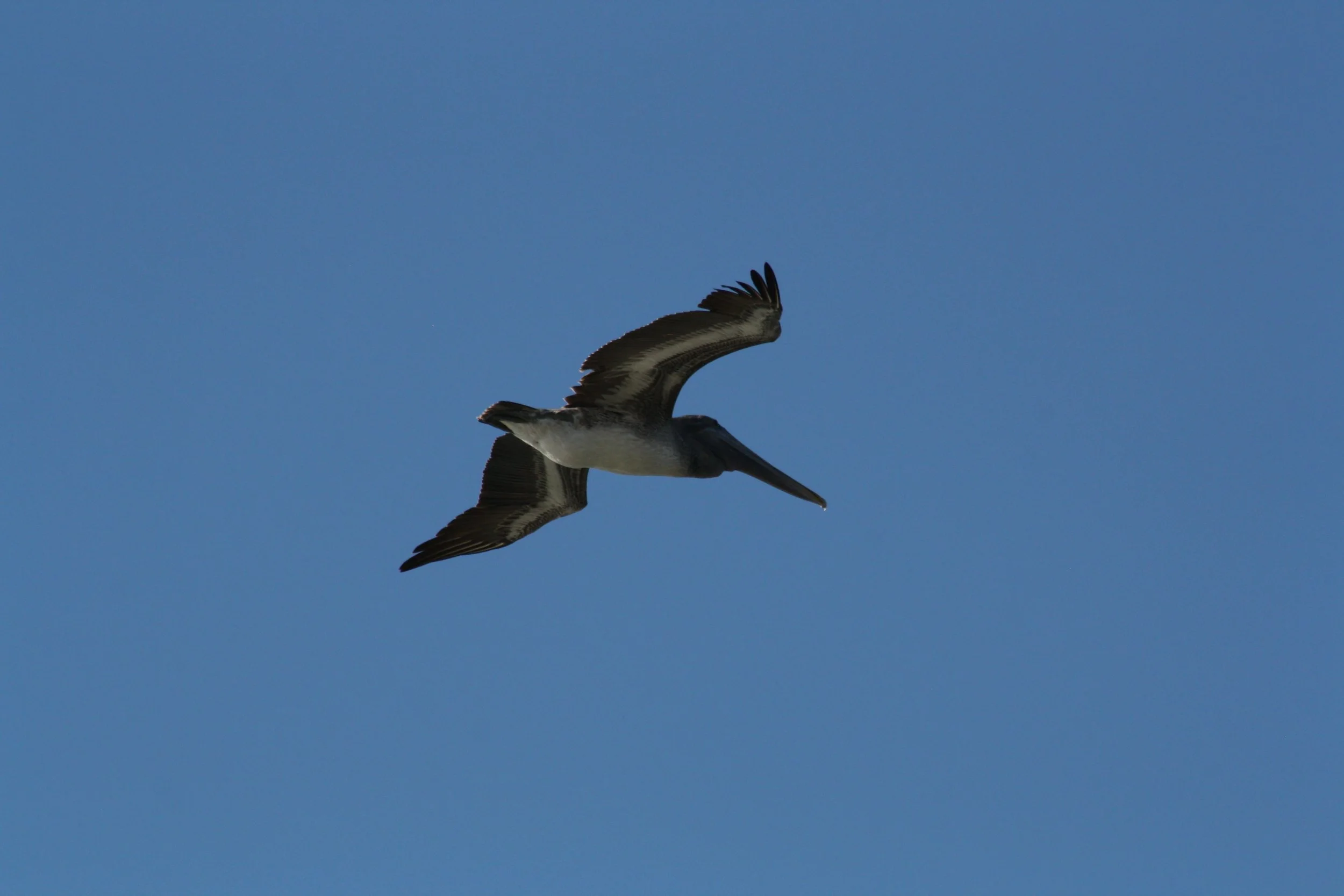 Brown Pelican, Tybee Island, GA, 2025.