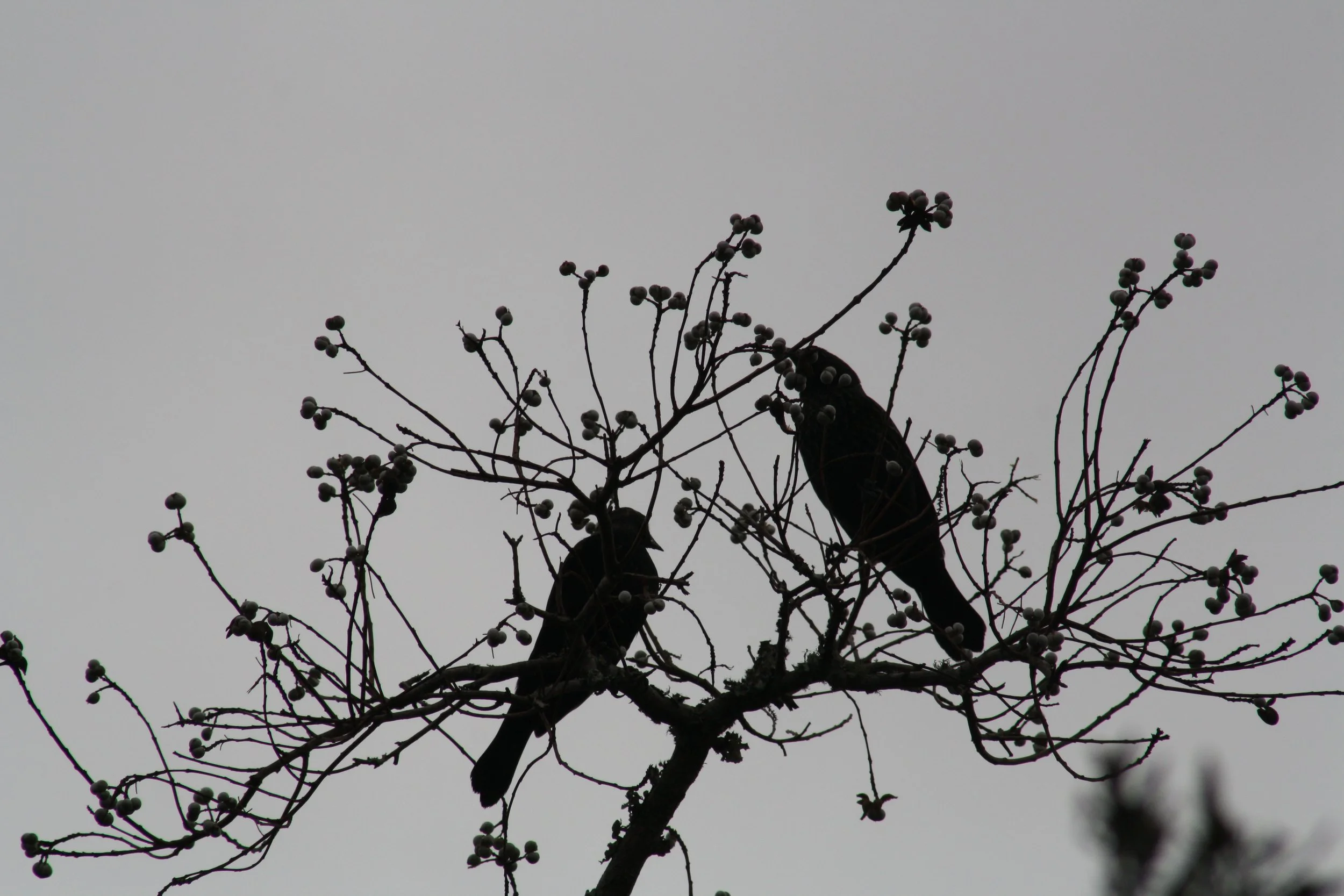 Red Winged Blackbird, Skidaway Island, GA, 2025.