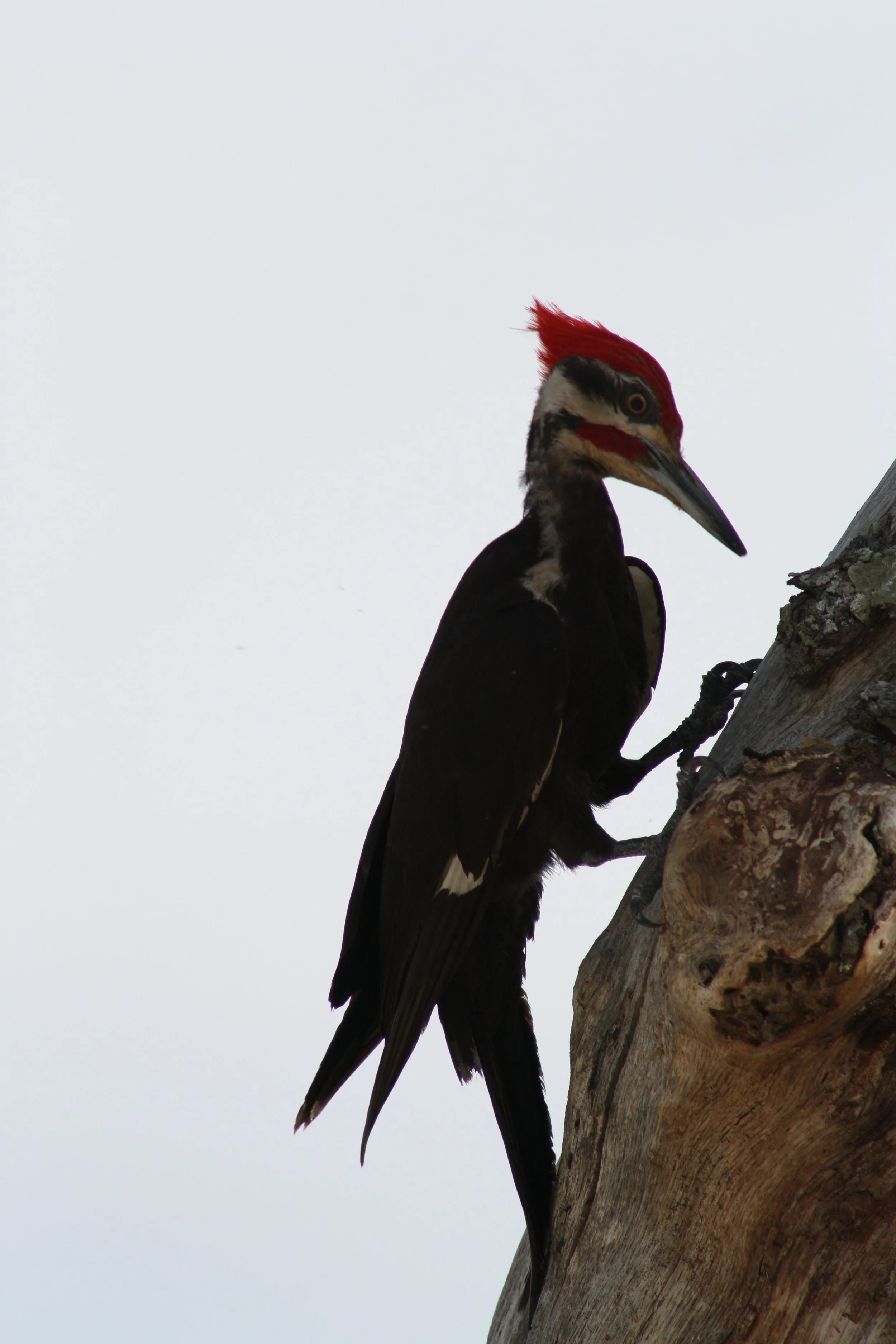 Pileated Woodpecker, Jekyll Island, GA, 2025.