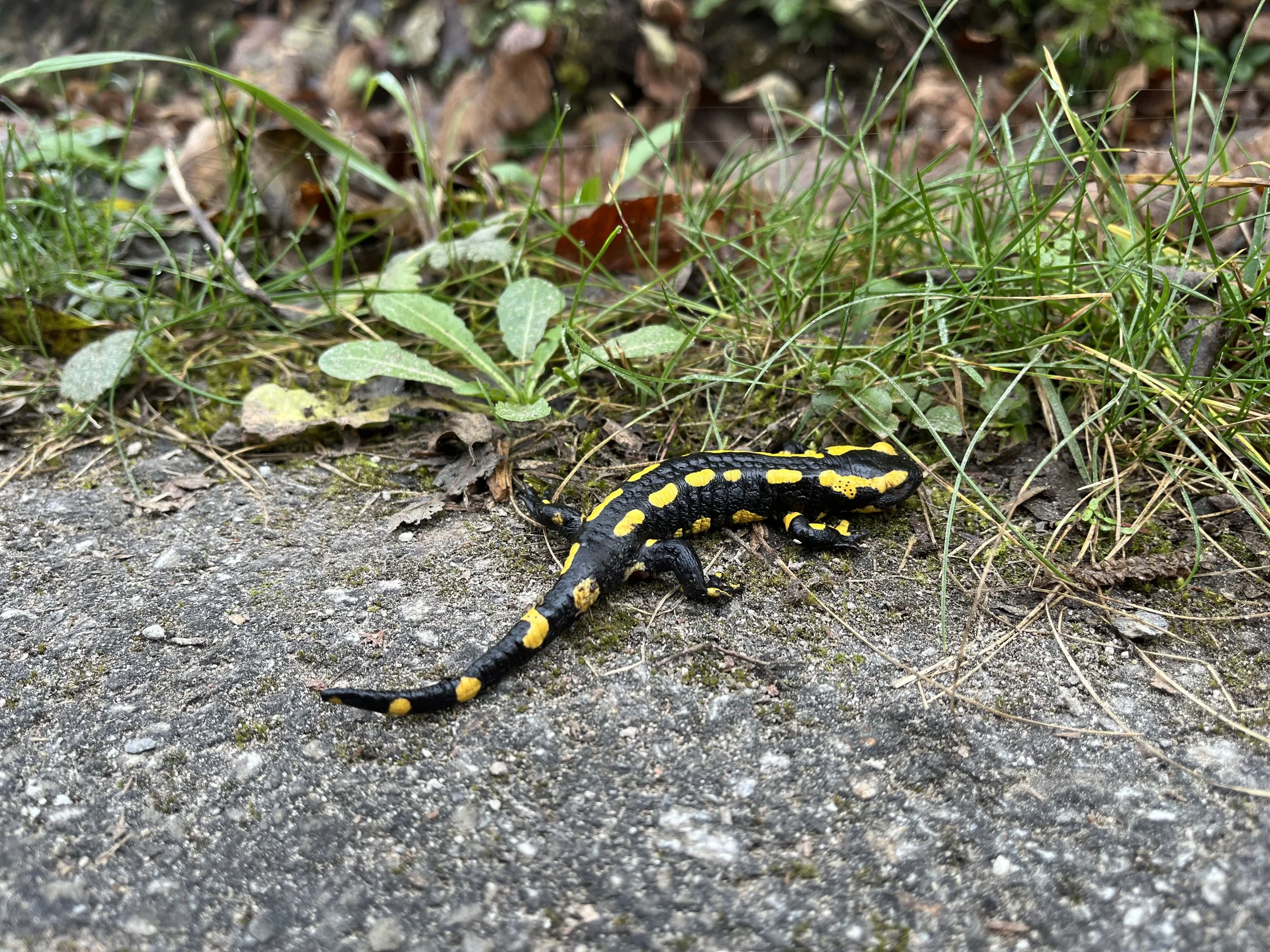 Salamander, Rigi, CH, 2024.