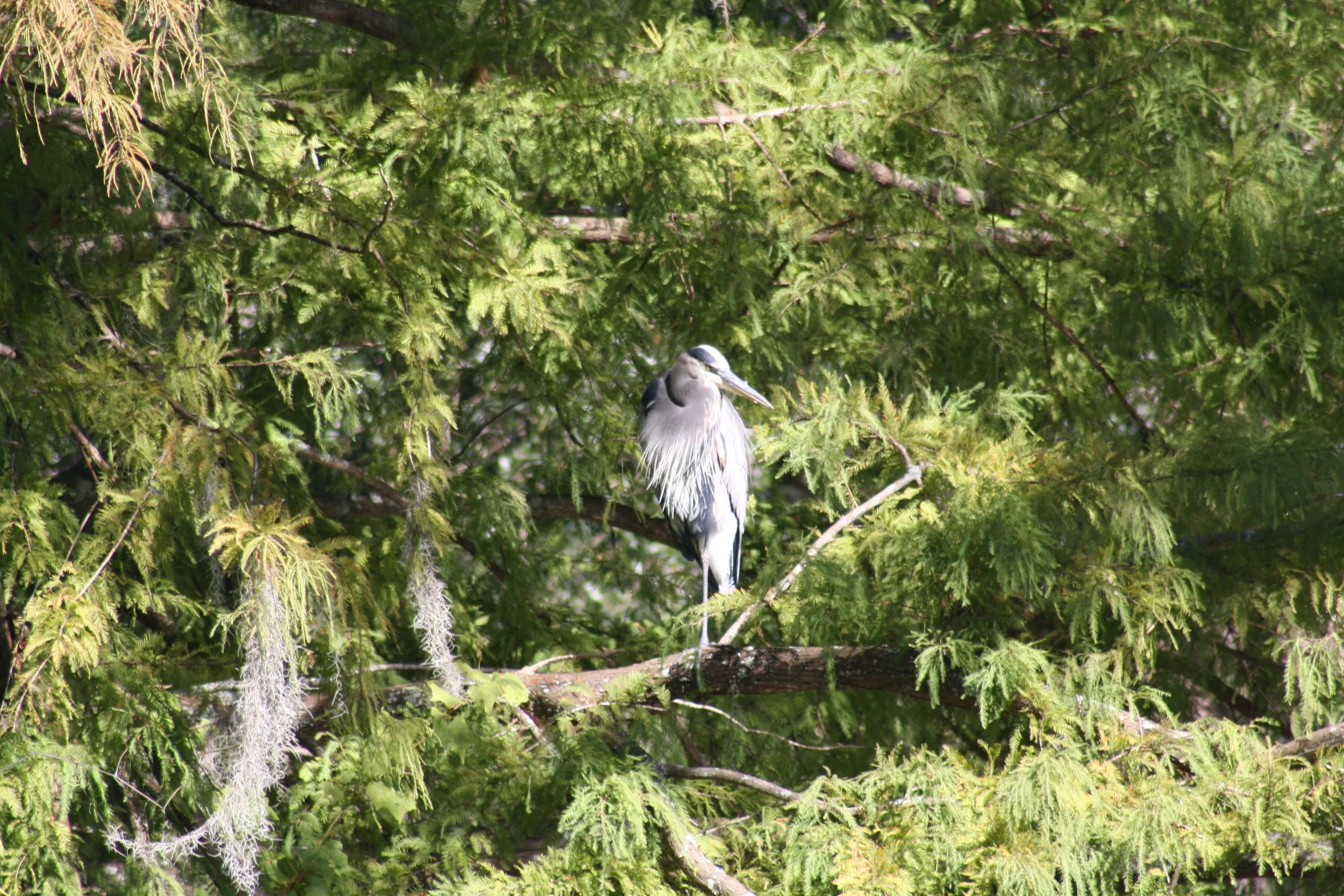 Great Blue Heron, Savannah, GA, 2025.