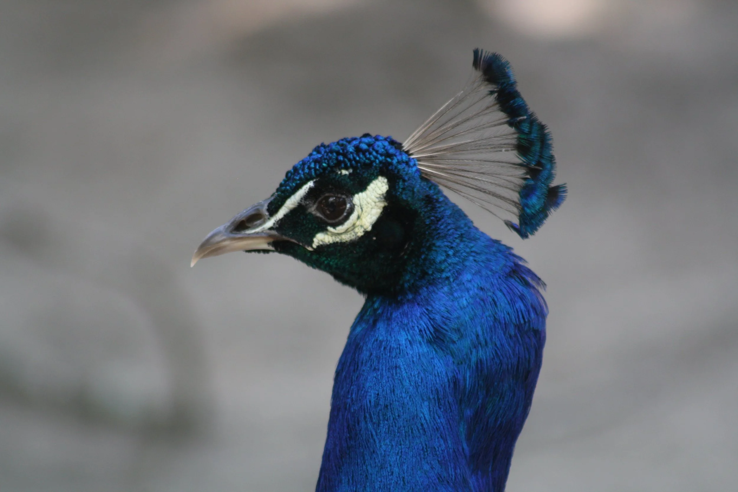 Peacock, Charleston, SC, 2026.