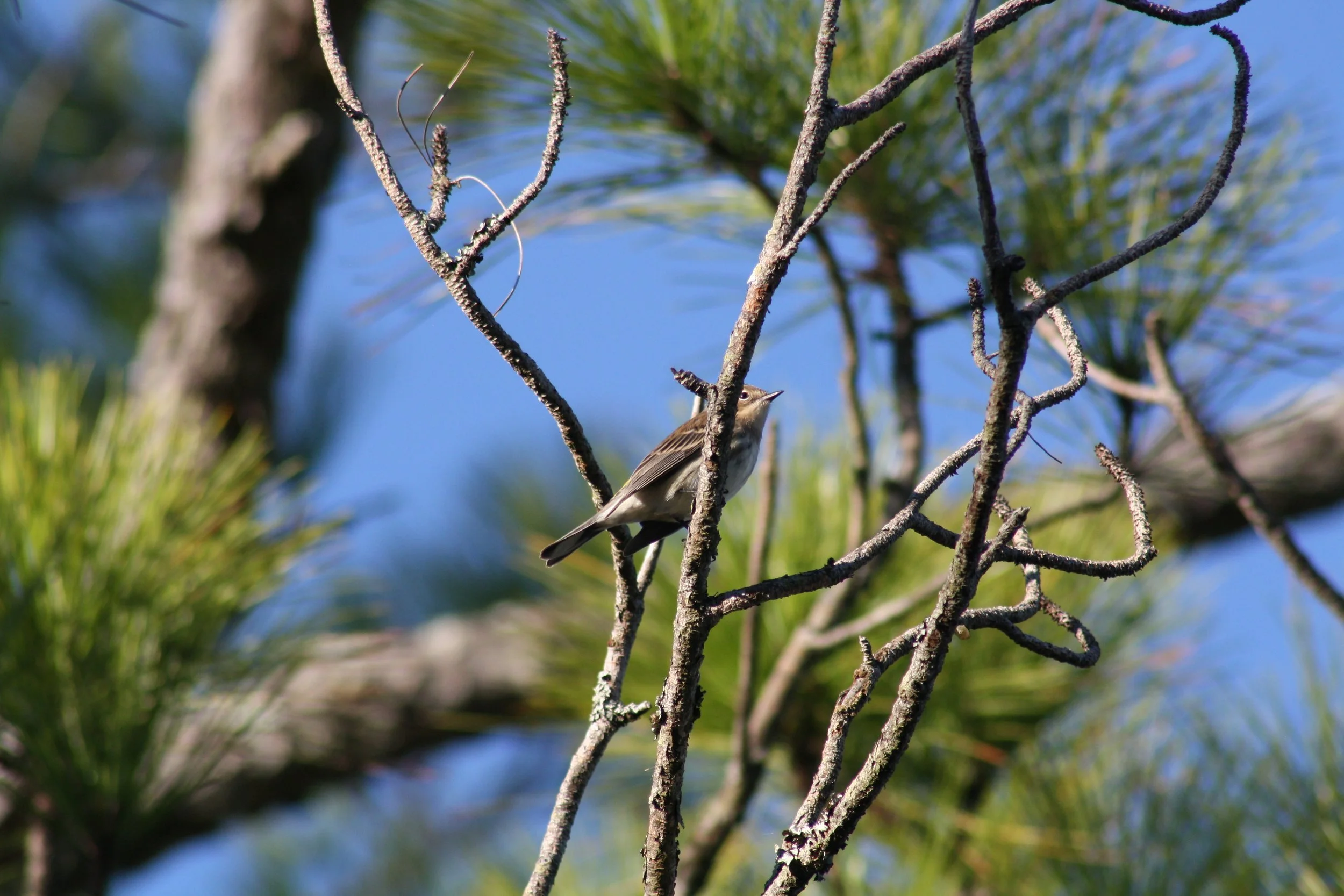 Eastern Bluebird, Jekyll Island, GA, 2025.