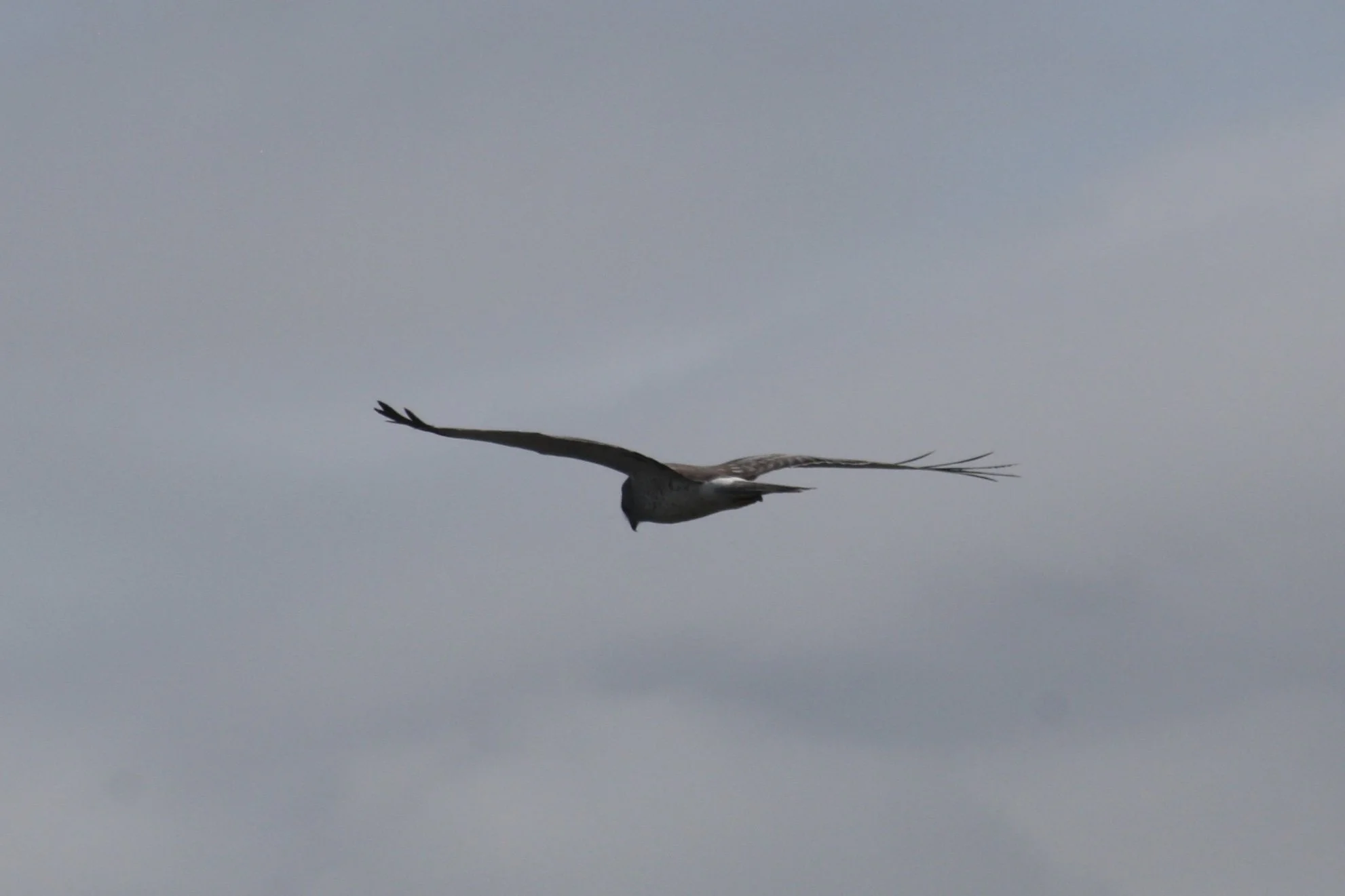 Northern Harrier, Savannah, GA, 2026.