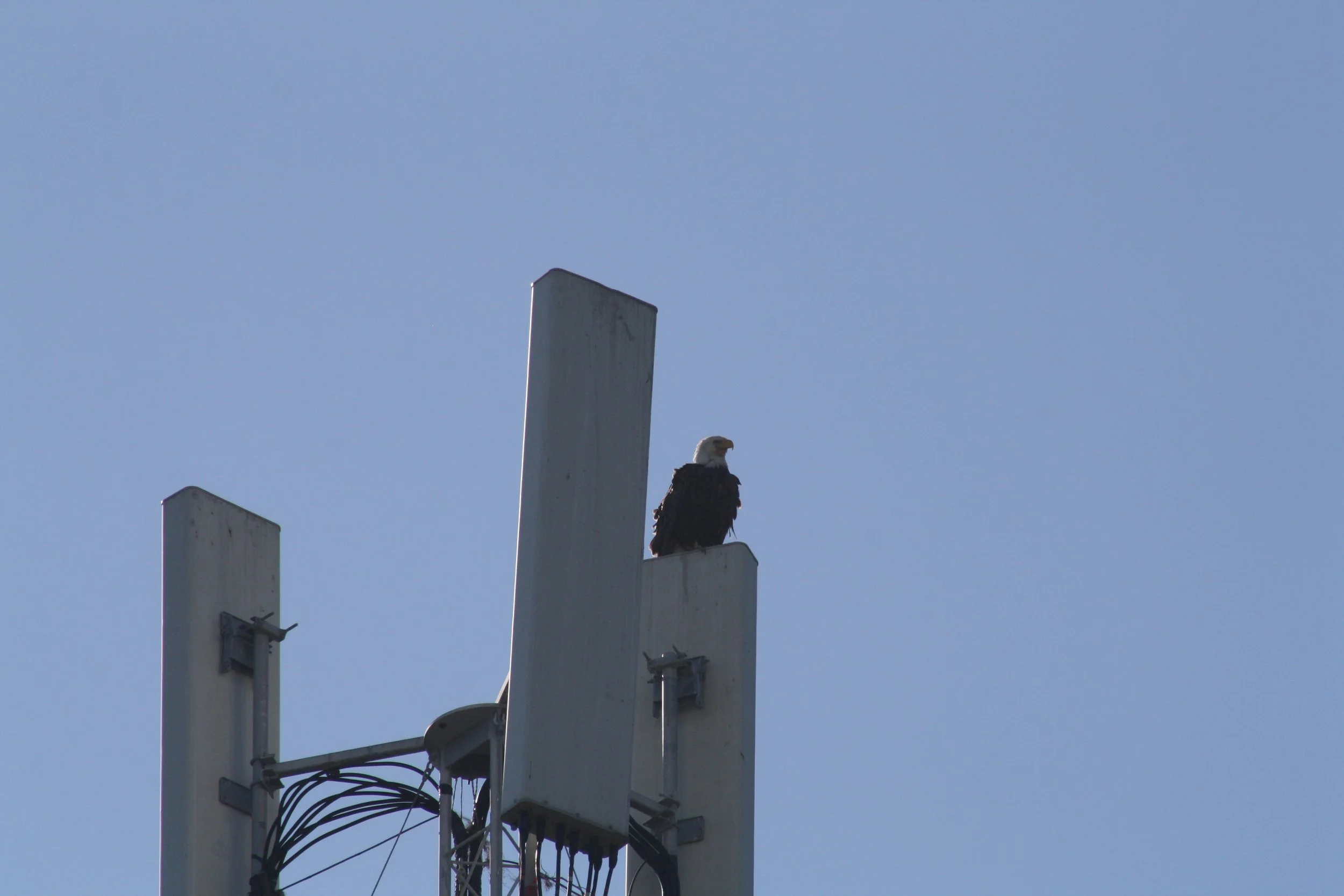 Bald Eagle, Jekyll Island, GA, 2025.