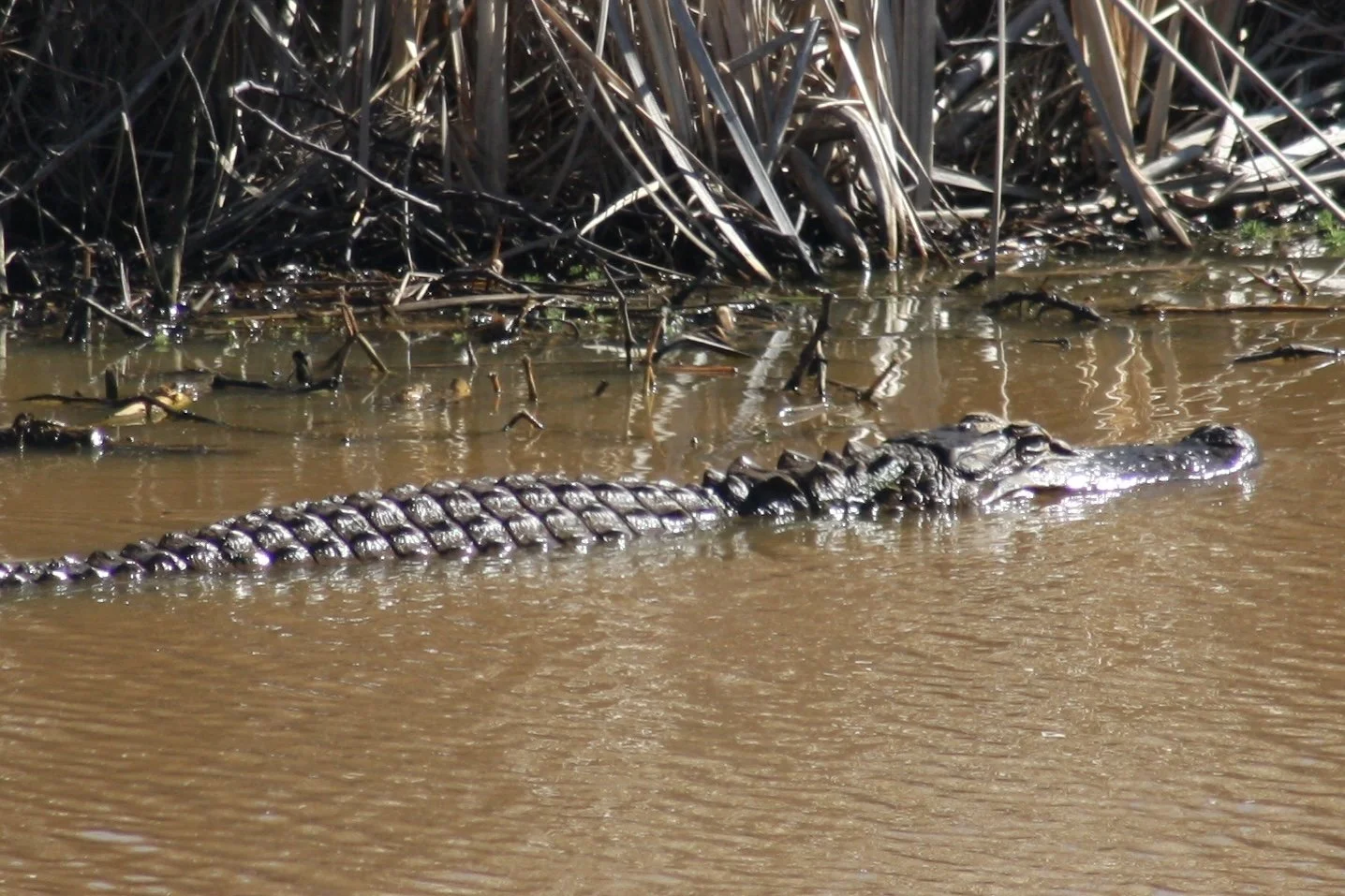 Alligator, Savannah, GA, 2026.