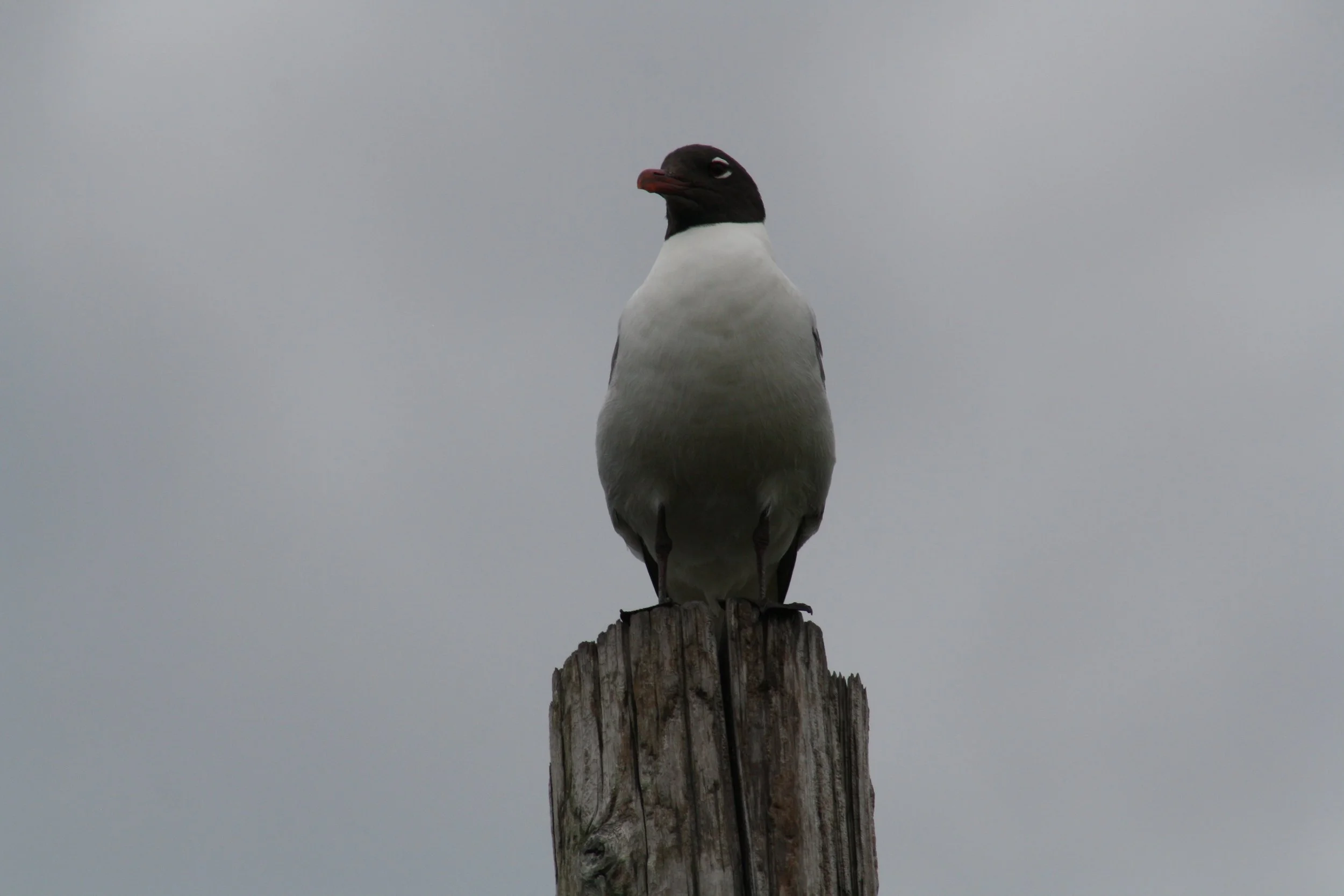 Laughing Gull, Jekyll Island, GA, 2025.