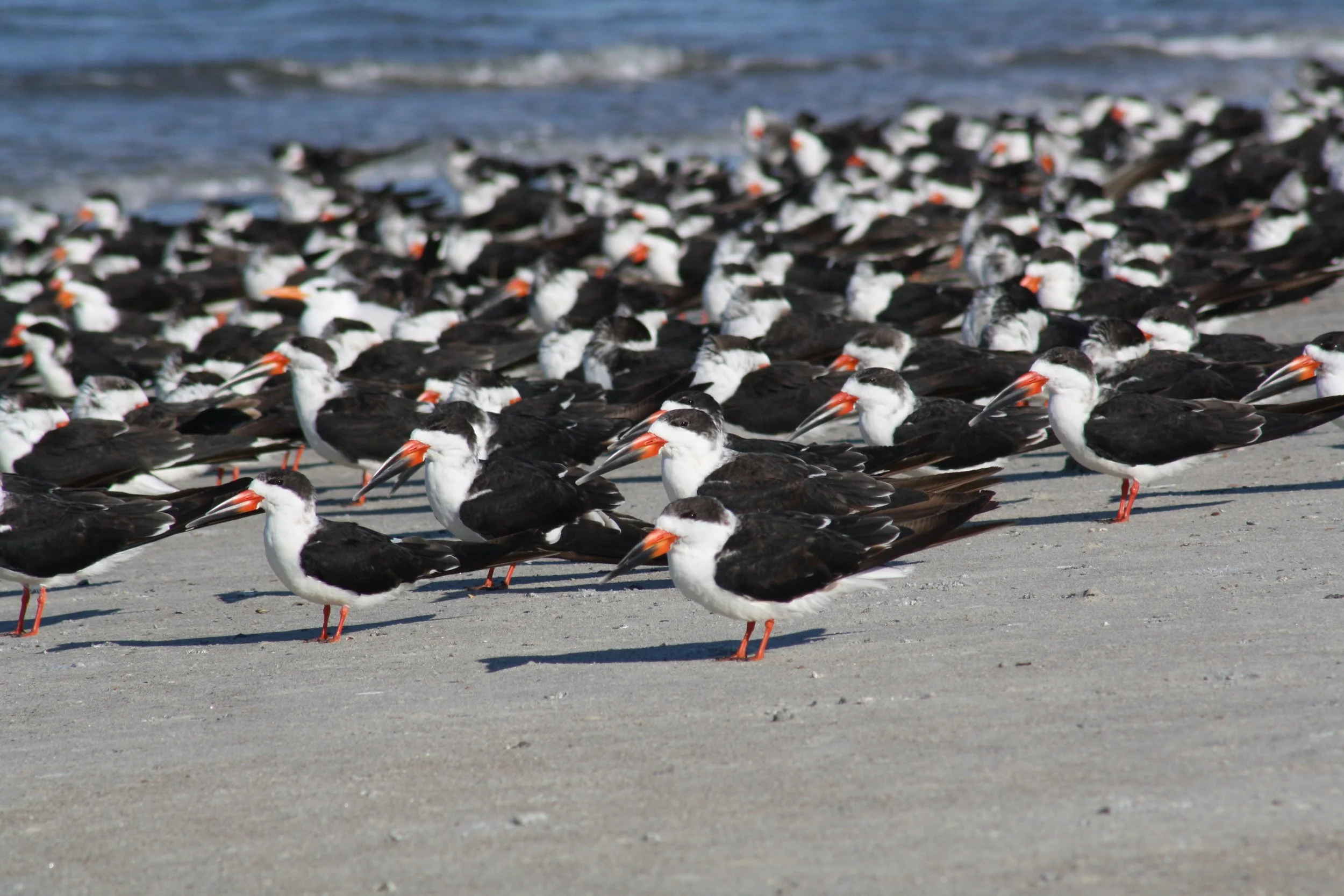Black Skimmer, Tybee Island, GA, 2025.