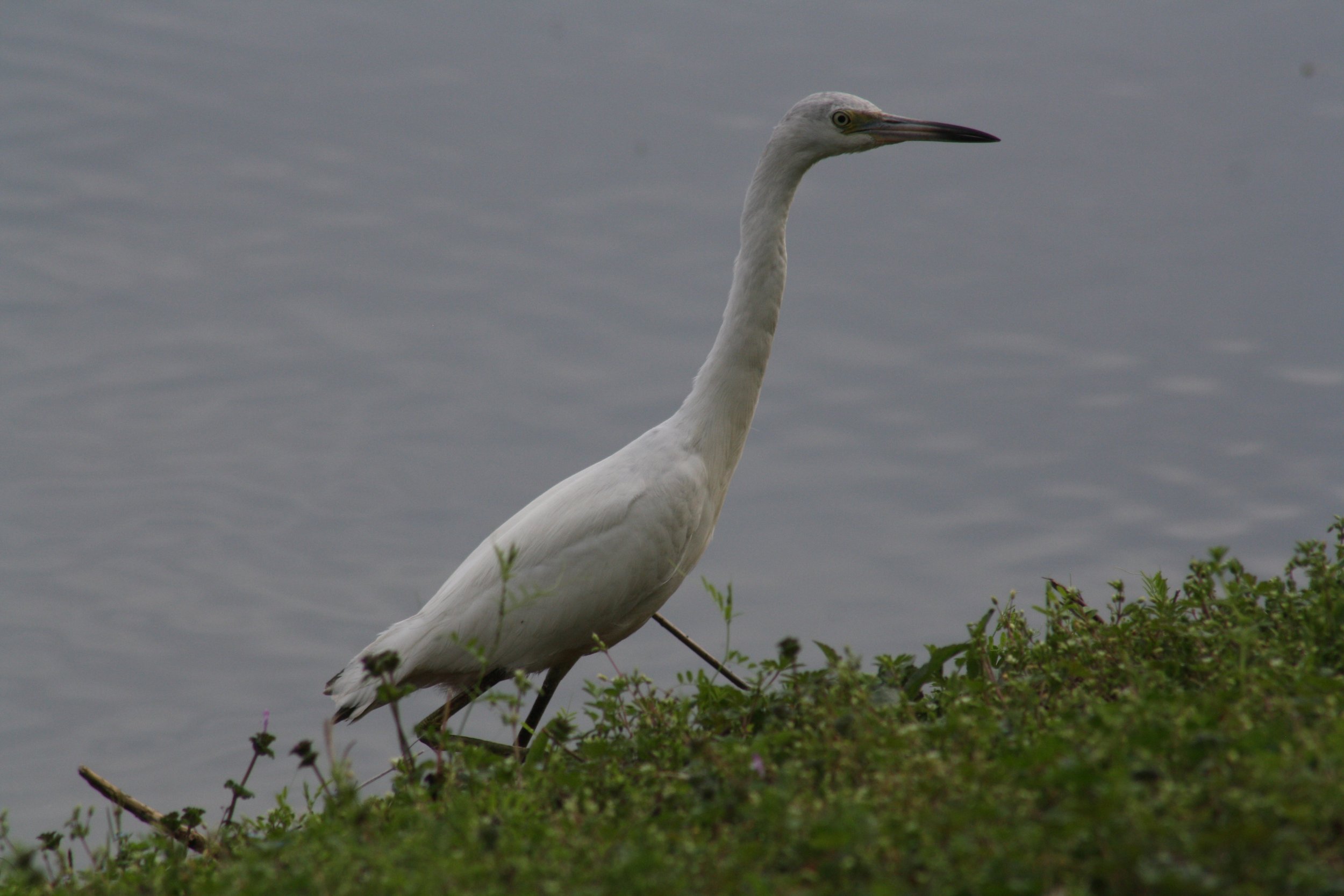 Little Blue Heron, Savannah, GA, 2026.