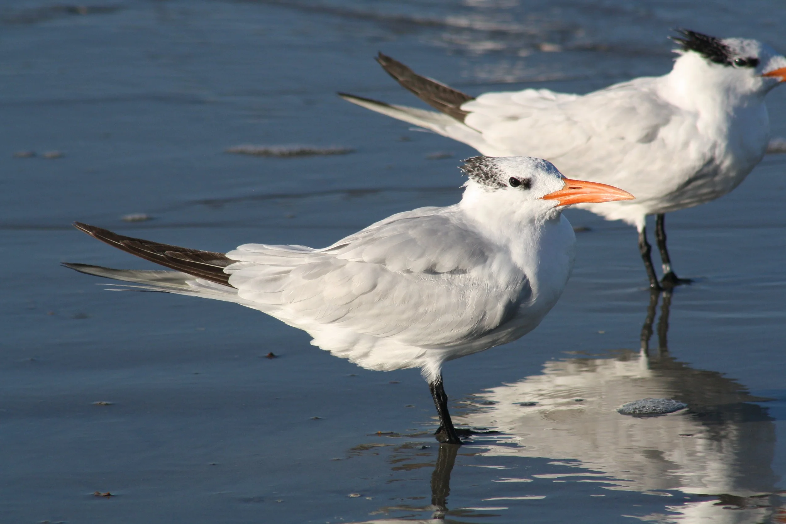 Royal Tern, Tybee Island, GA, 2025.