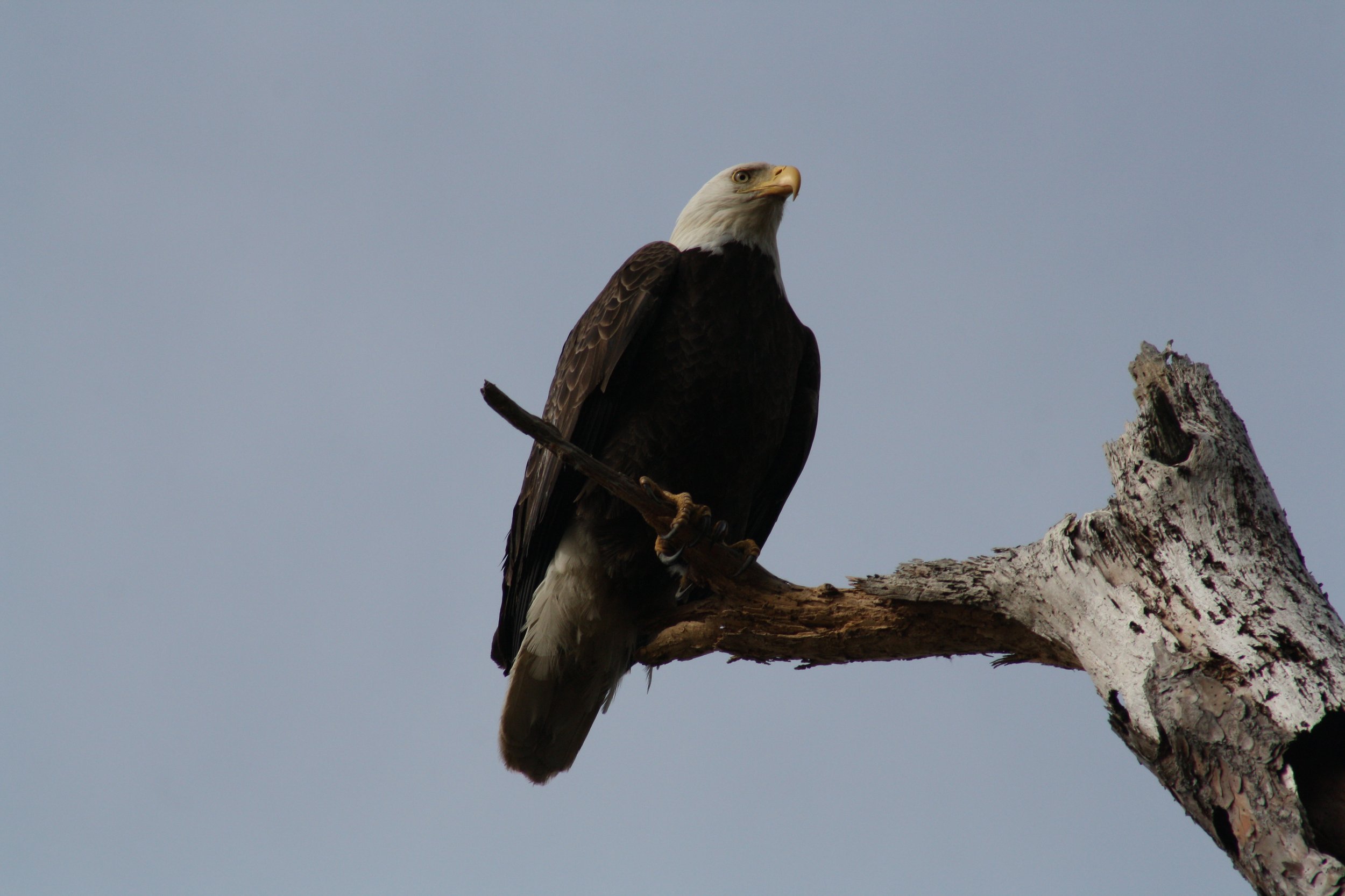 Bald Eagle, Fort Pulaski, GA, 2026.