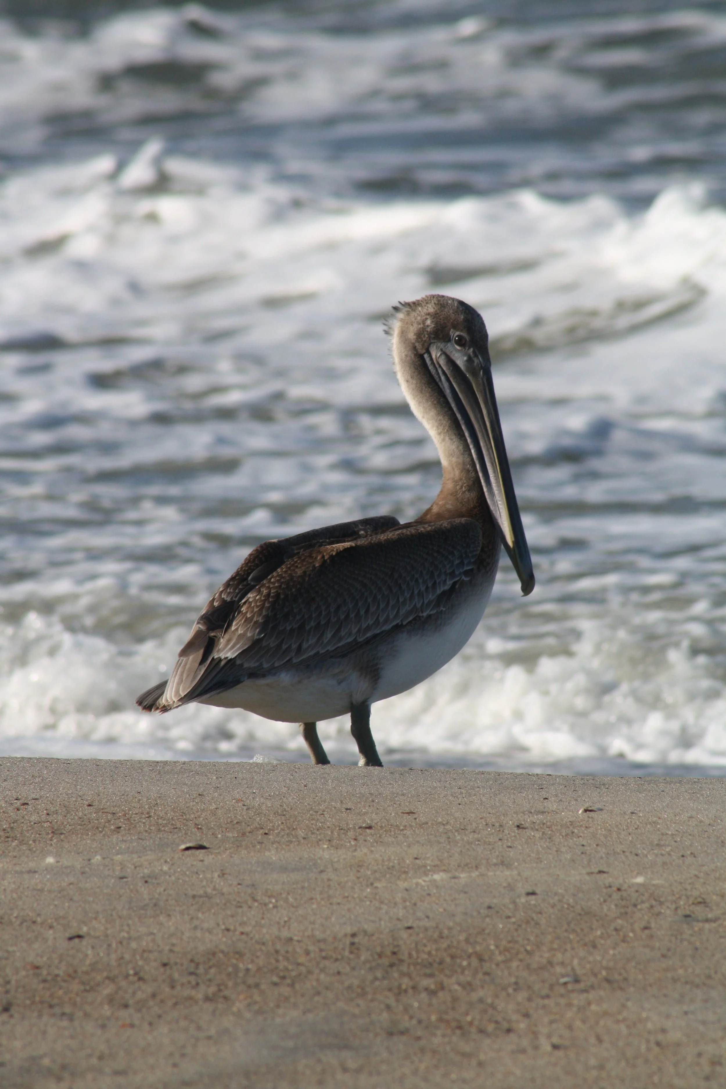Brown Pelican, Tybee Island, GA, 2025.