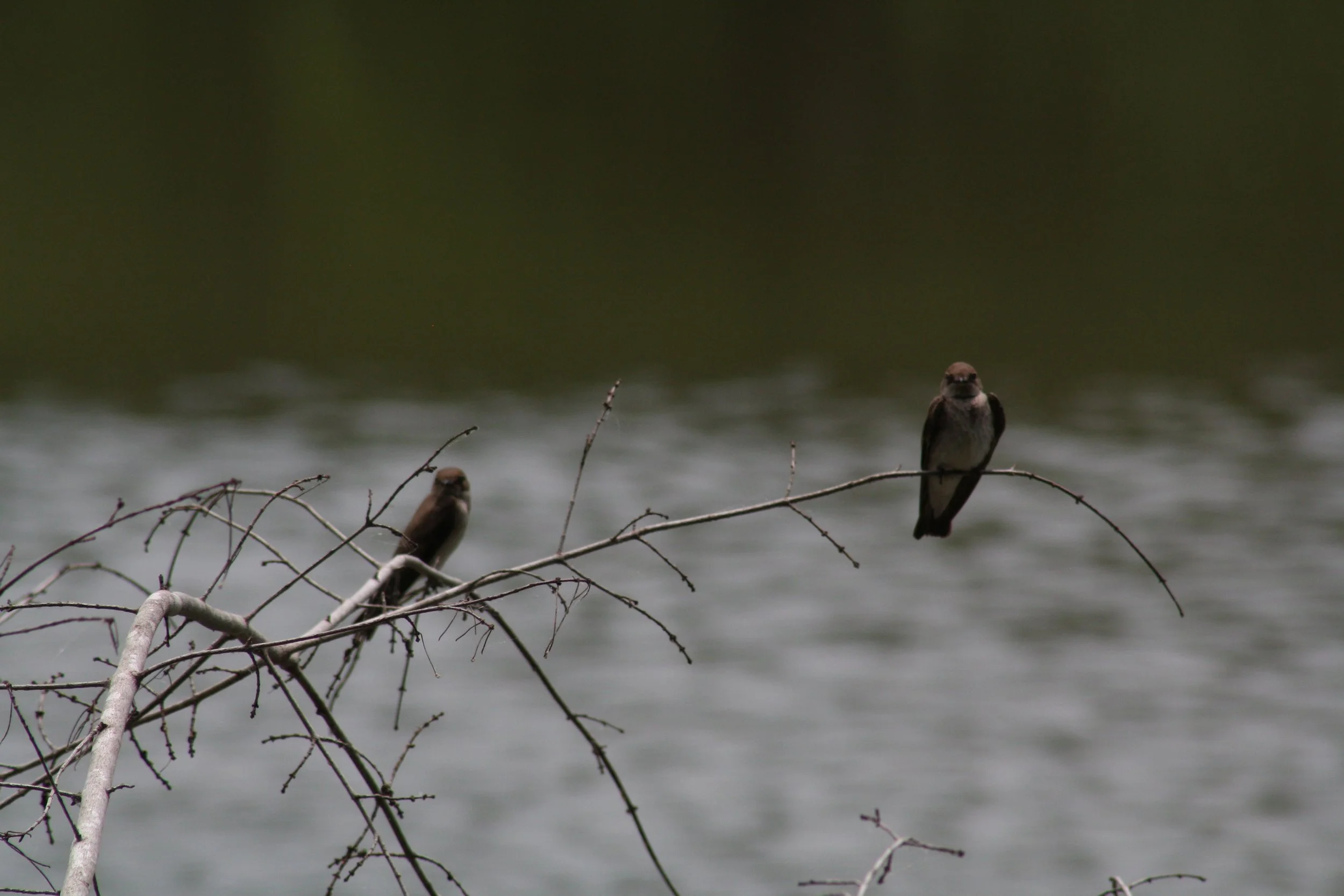 Northern Rough Winged Swallow, Atlanta, GA, 2025.
