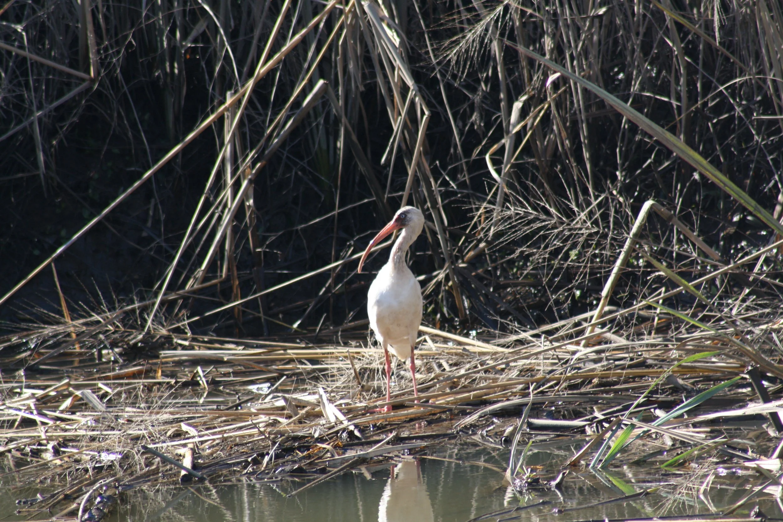White Ibis, Savannah, GA, 2025.