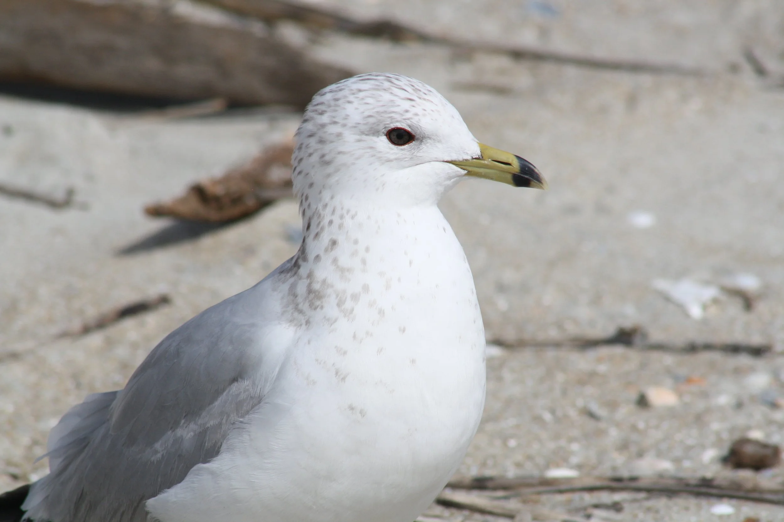 Ring Billed Gull, Tybee Island, GA, 2026.