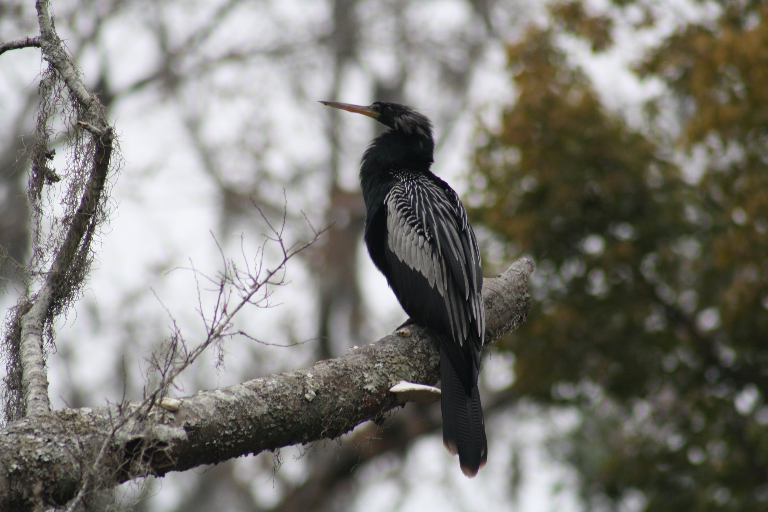 Anhinga, Savannah, GA, 2026.