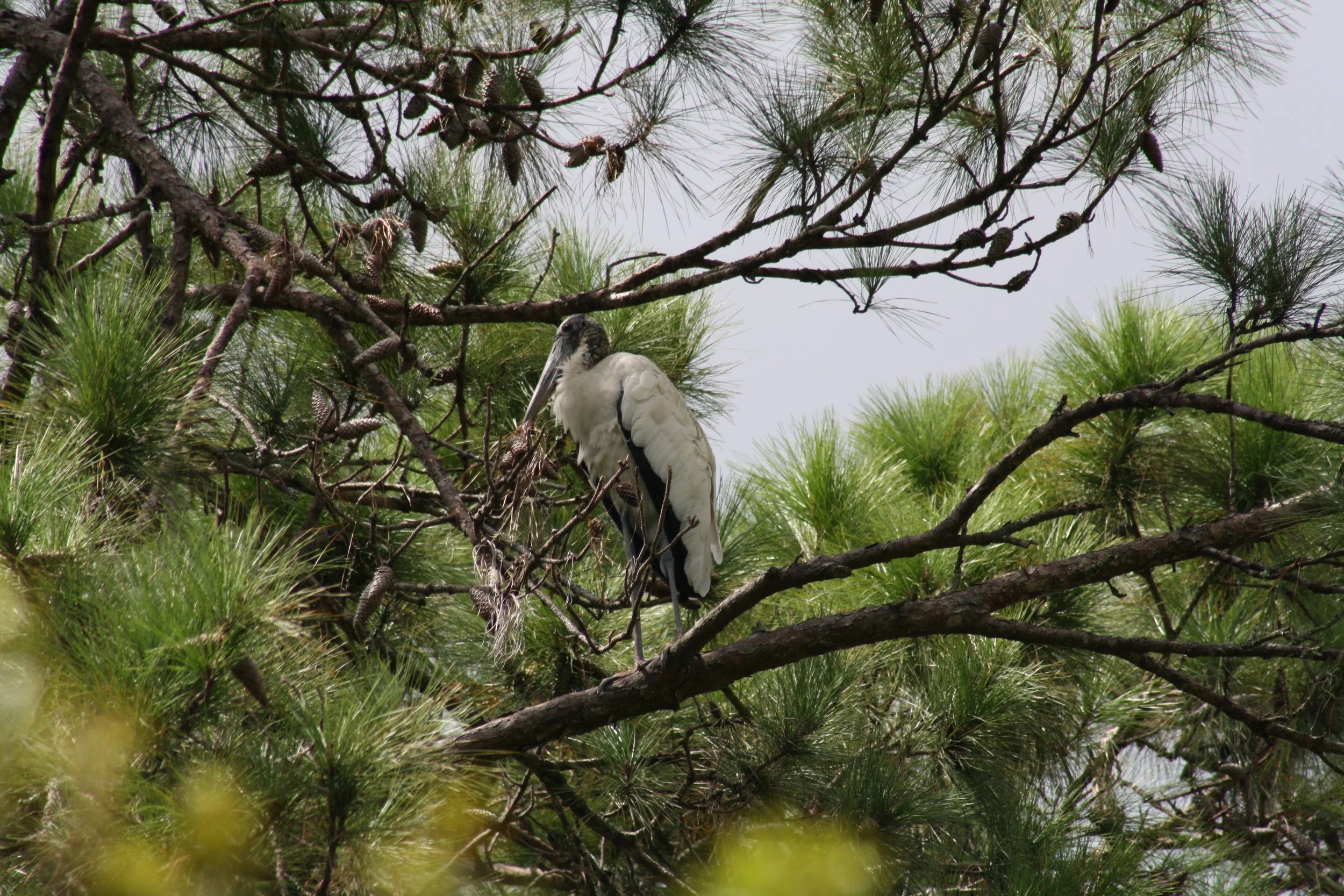 Wood Stork, Skidaway Island, GA, 2025.