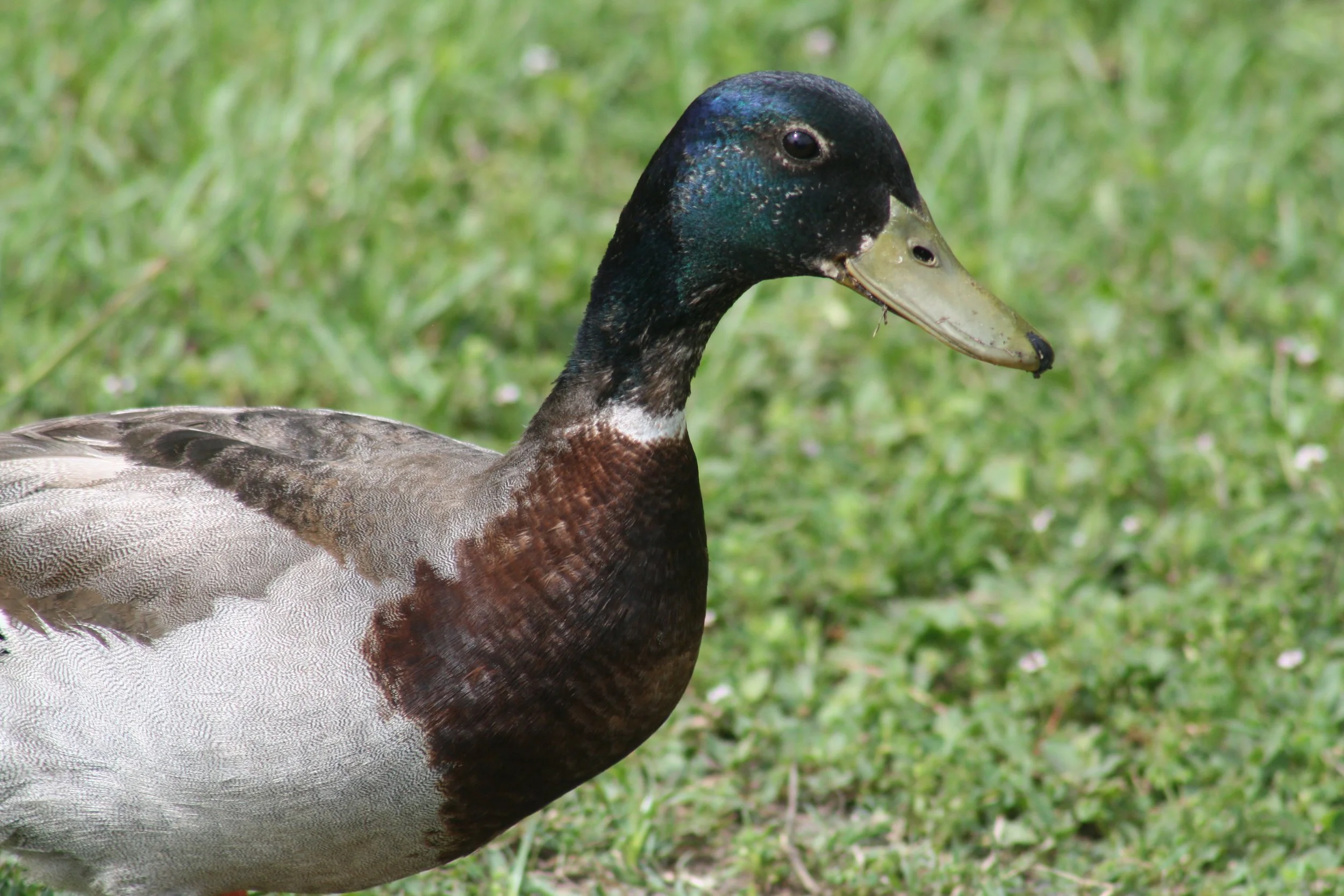 Mallard, Savannah, GA, 2026.