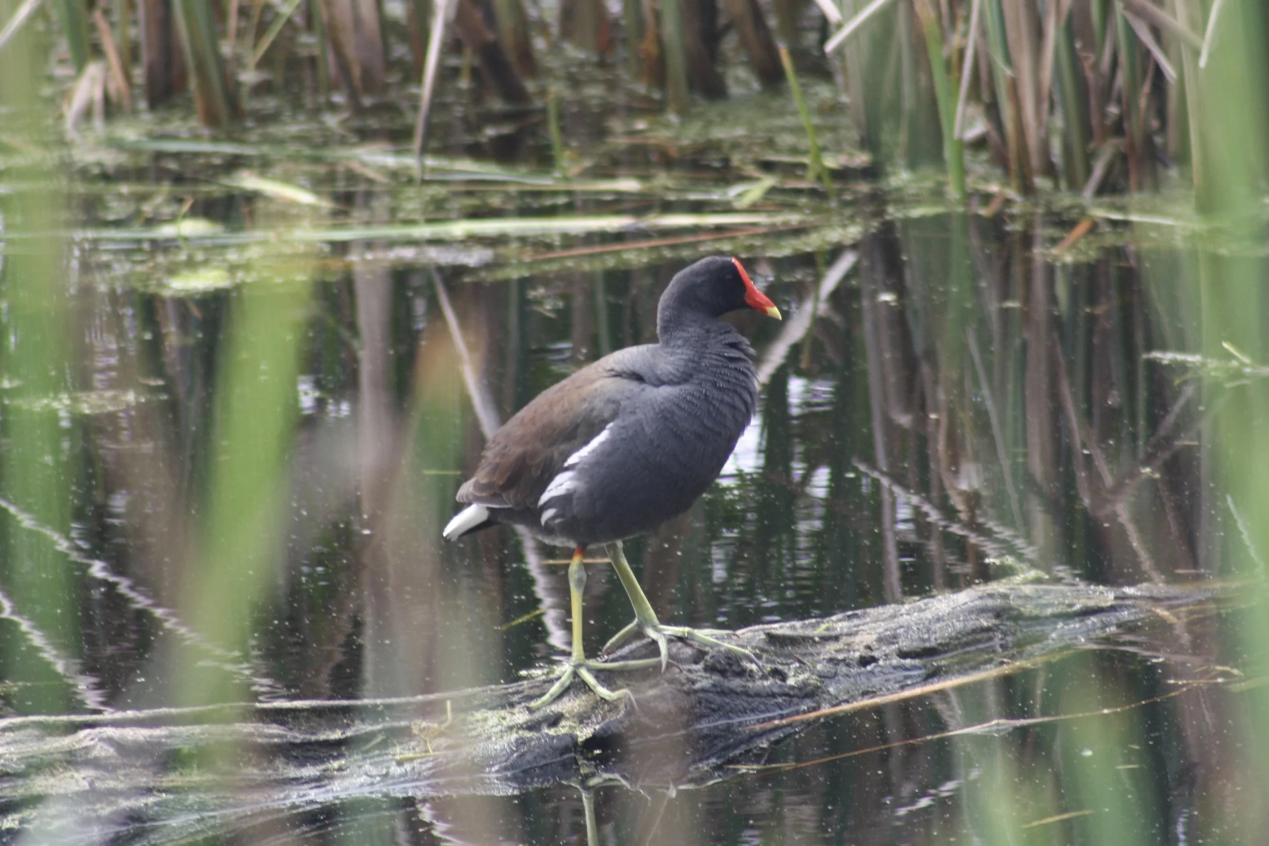 Common Gallinule, Hilton Head Island, SC, 2026.