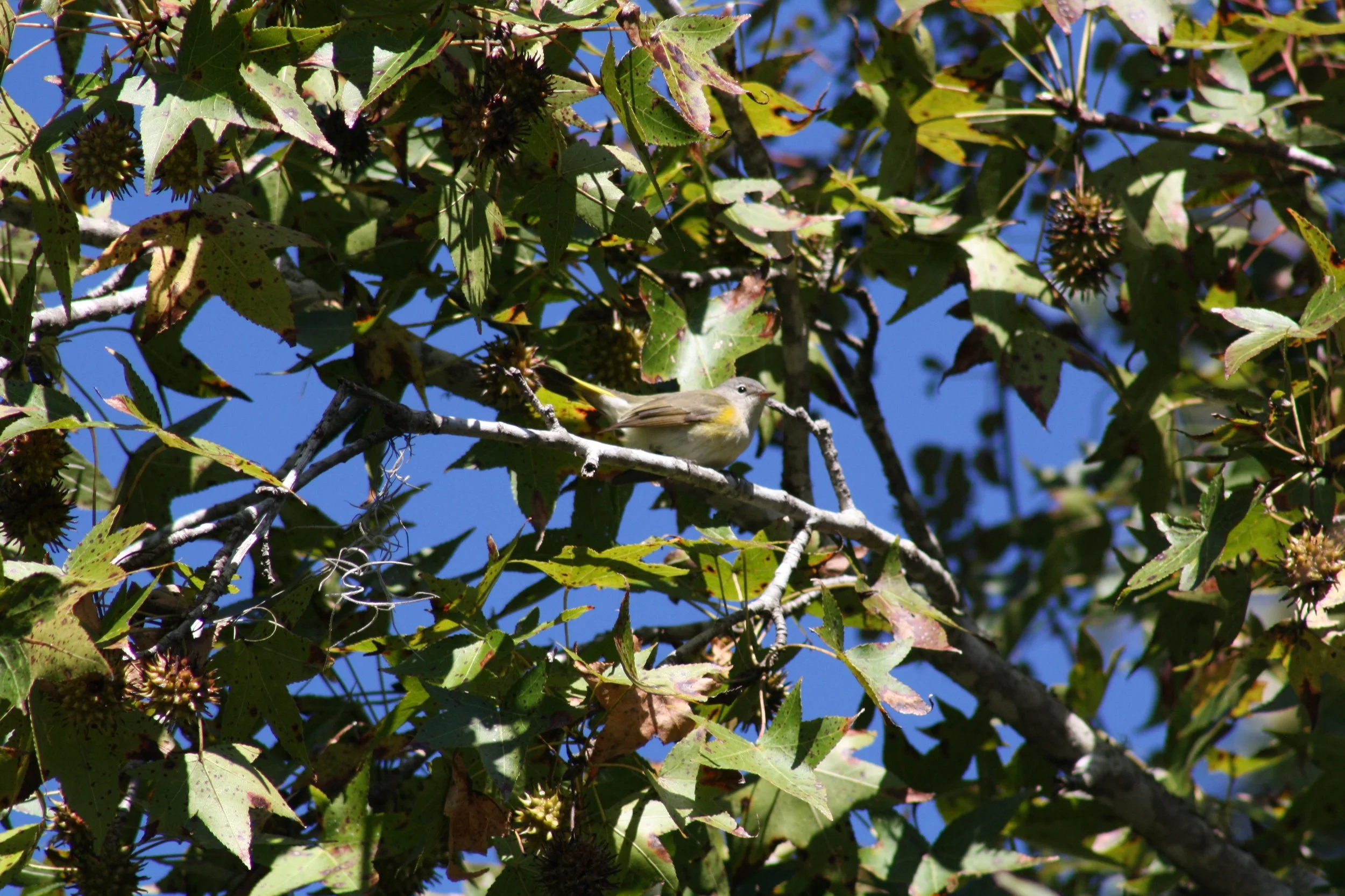 American Redstart, Savannah, GA, 2025.