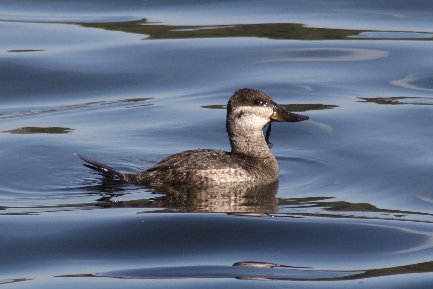 Ruddy Duck, Savannah, GA, 2026.