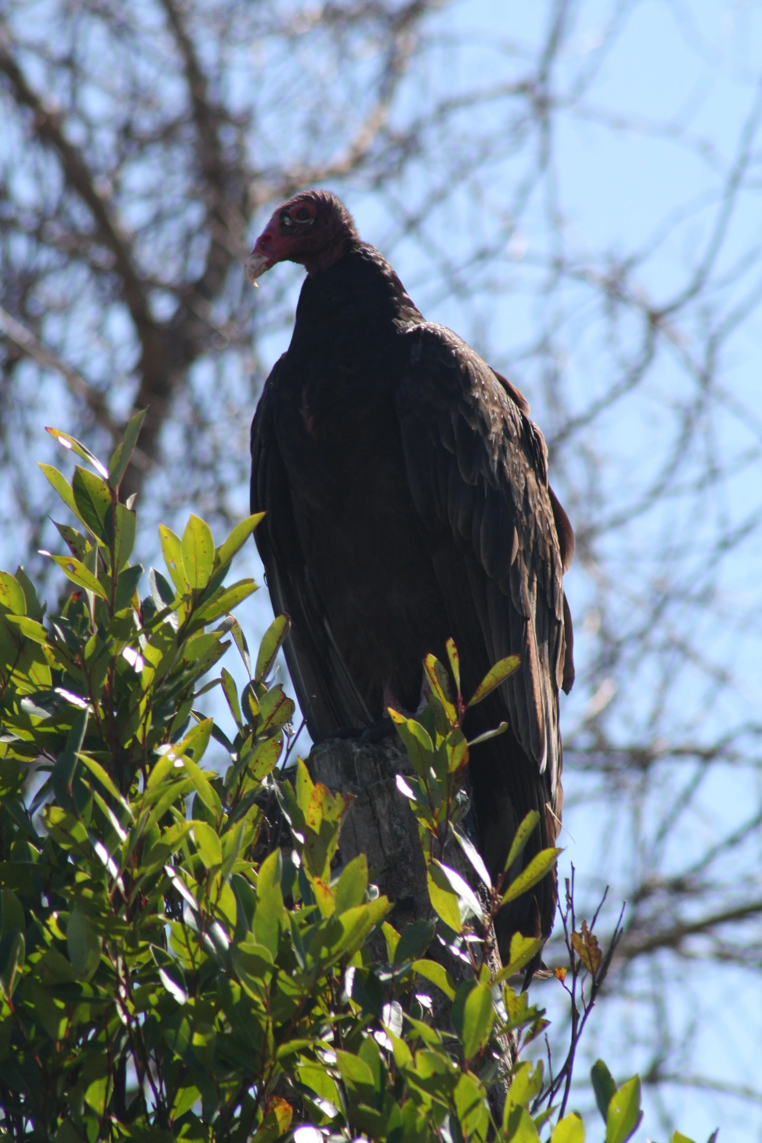 Turkey Vulture, Savannah, GA, 2026.