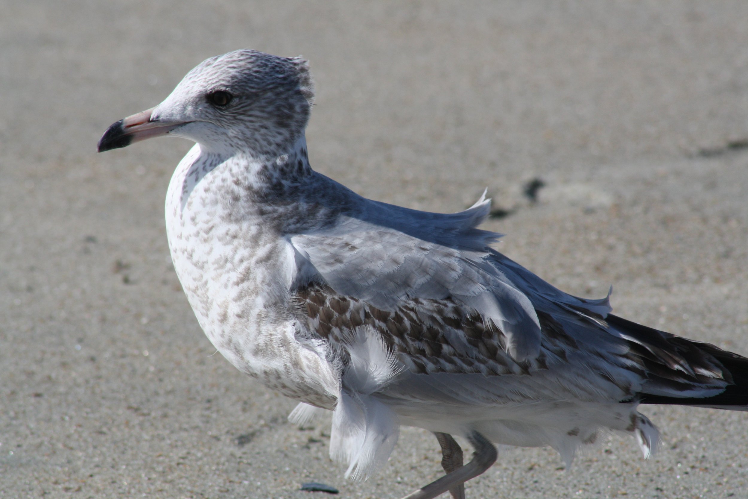 Ring Billed Gull, Tybee Island, GA, 2025.