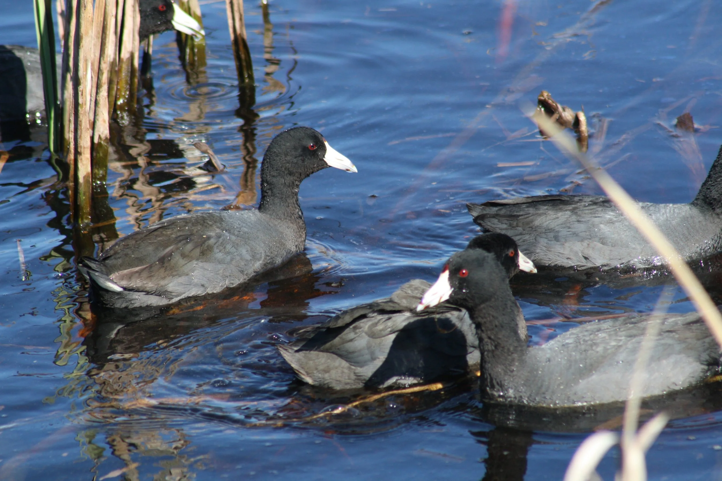 American Coot, Savannah, GA, 2026.