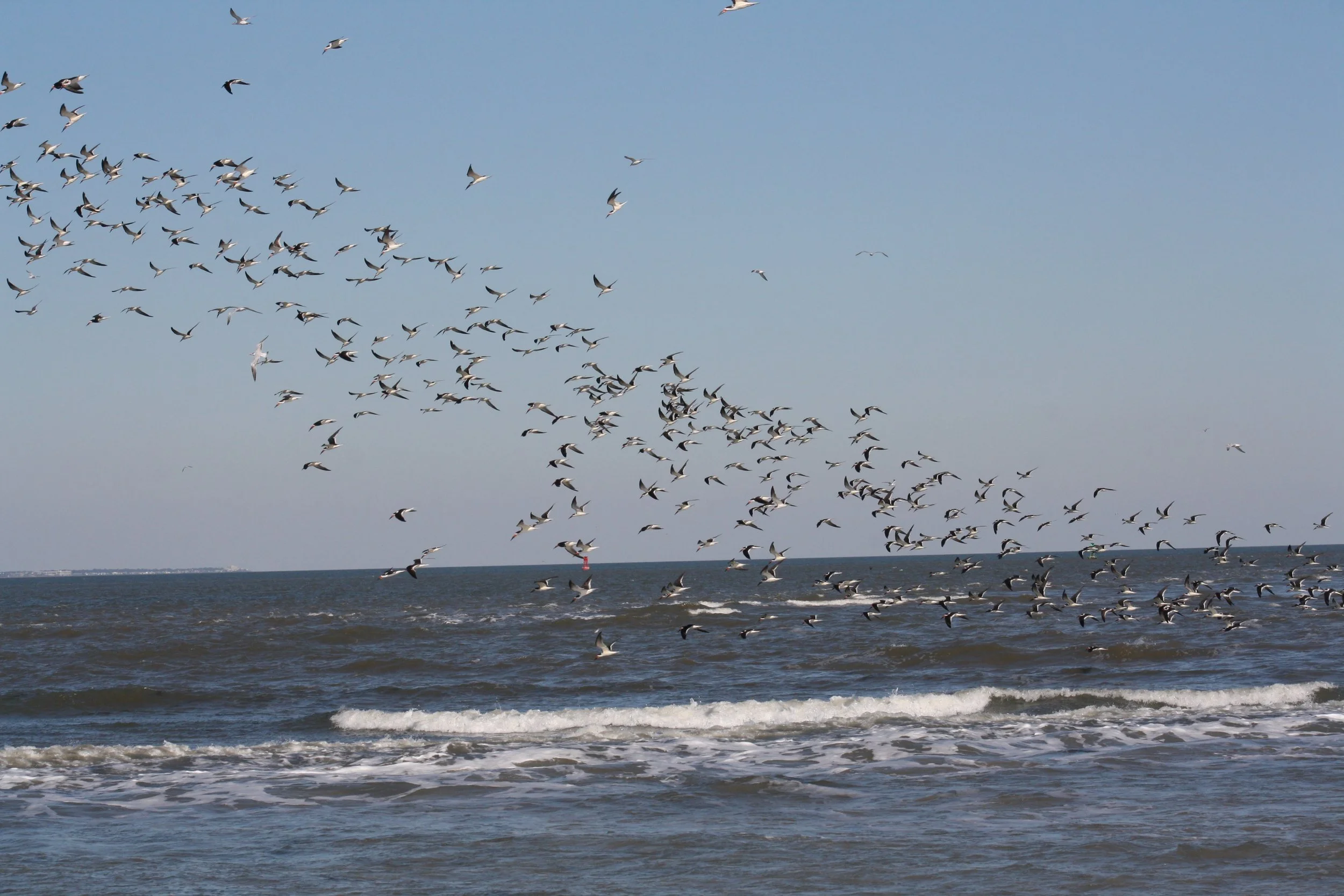 Black Skimmer, Tybee Island, GA, 2025.