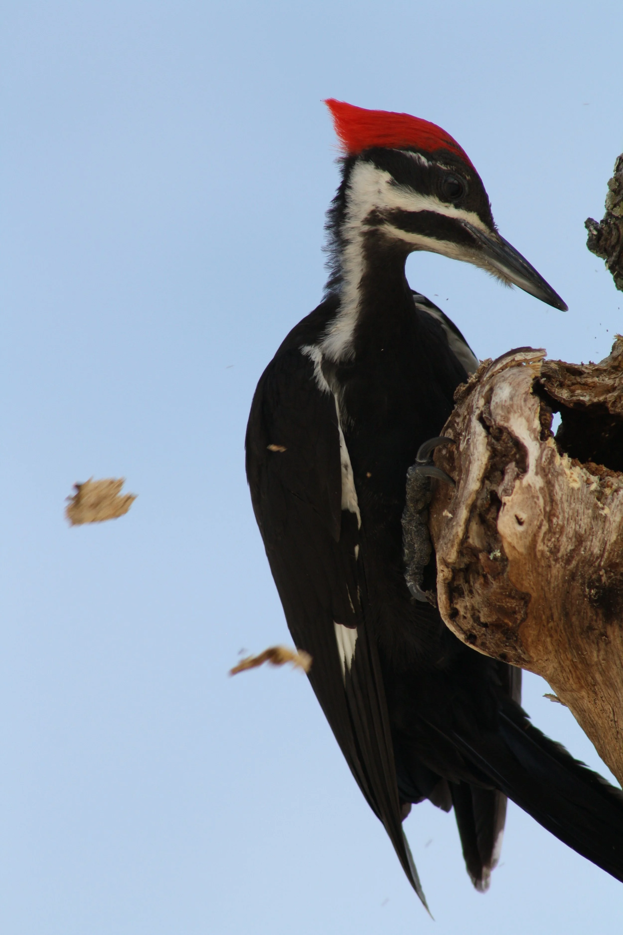 Pileated Woodpecker, Jekyll Island, GA, 2025.