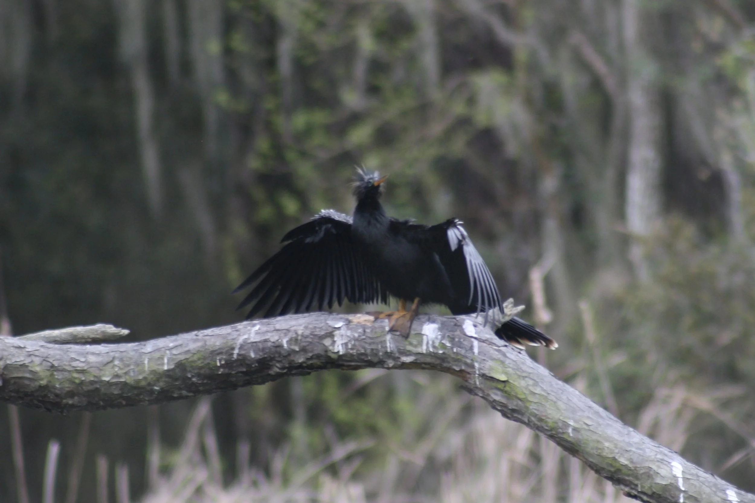 Anhinga, Skidaway Island, GA, 2026.