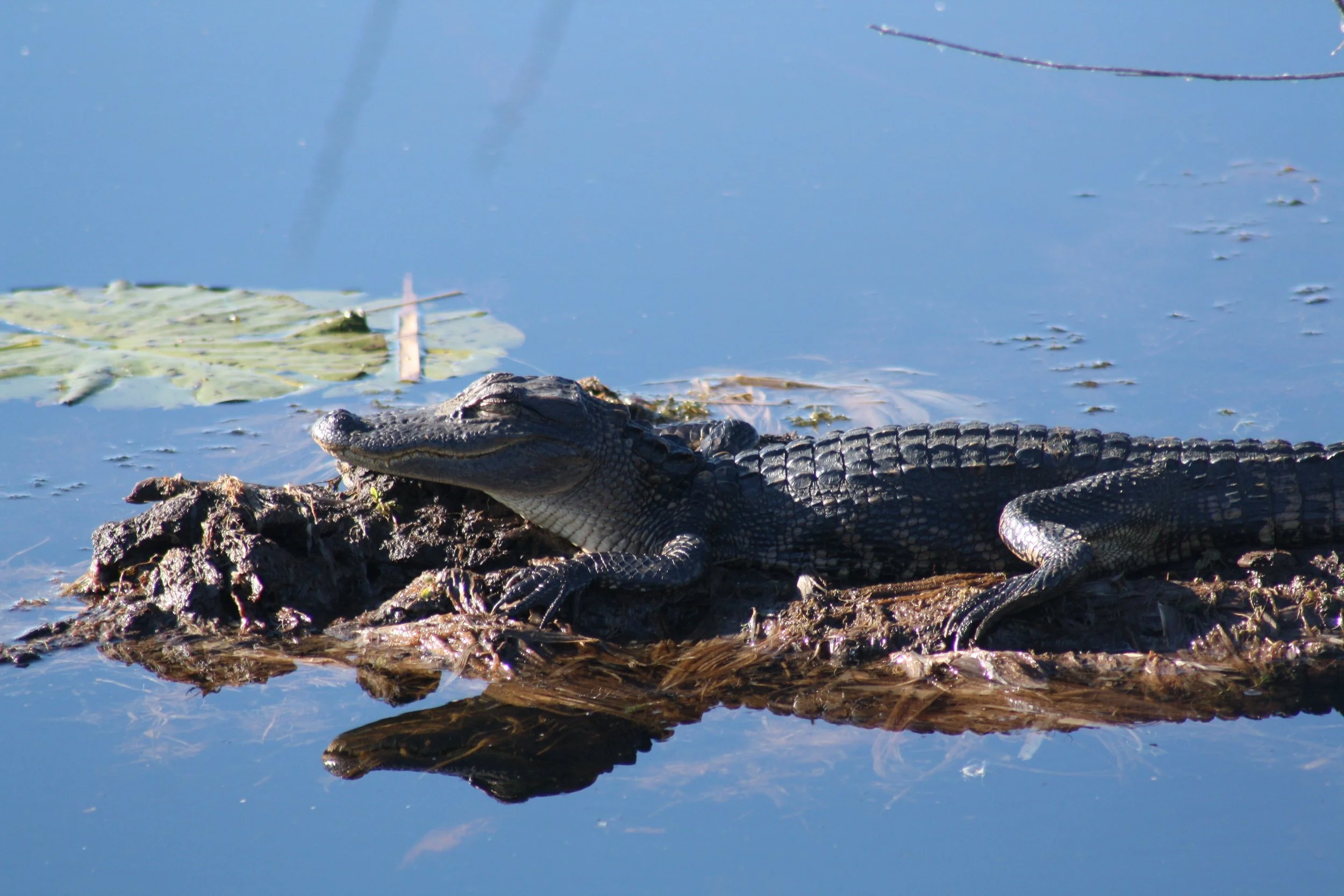 Alligator, Savannah, GA, 2025.