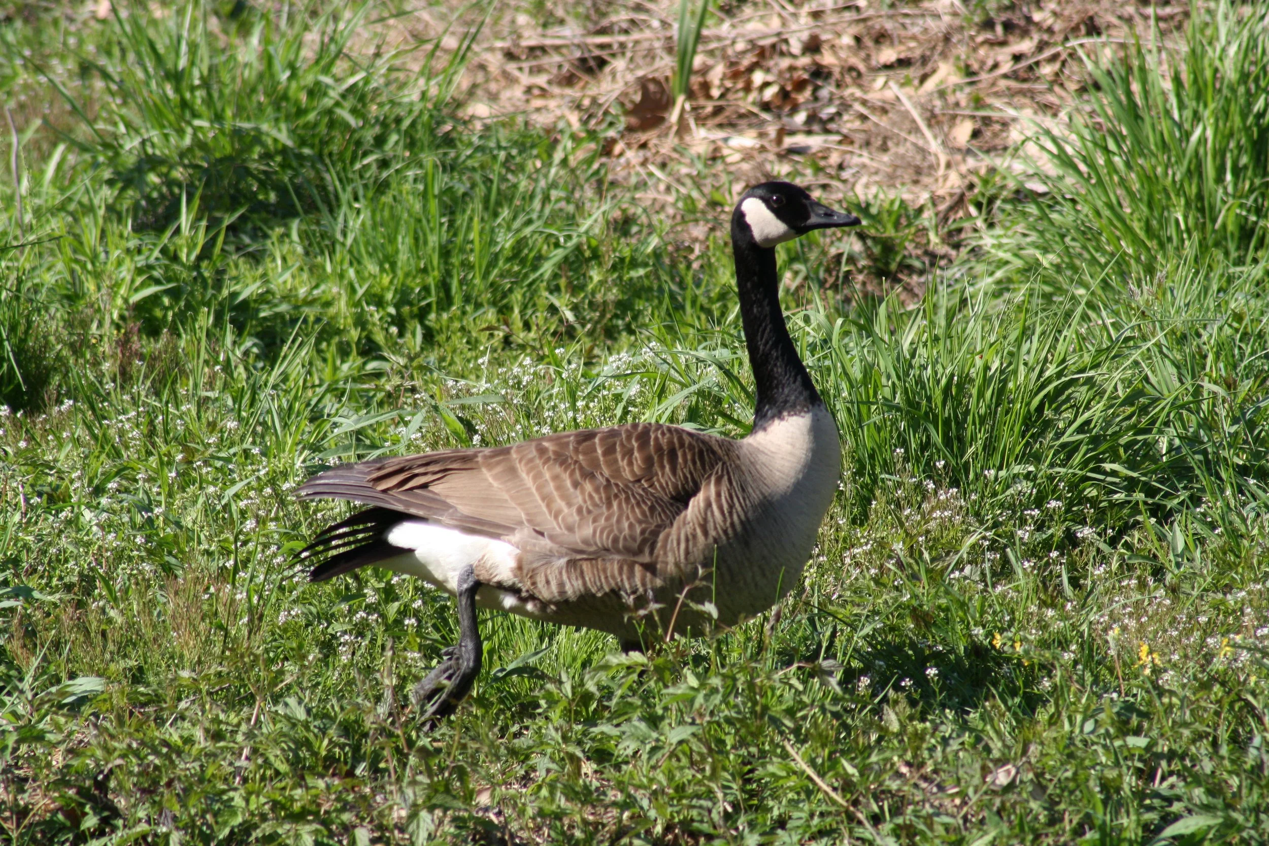Canada Goose, Roswell, GA, 2025.