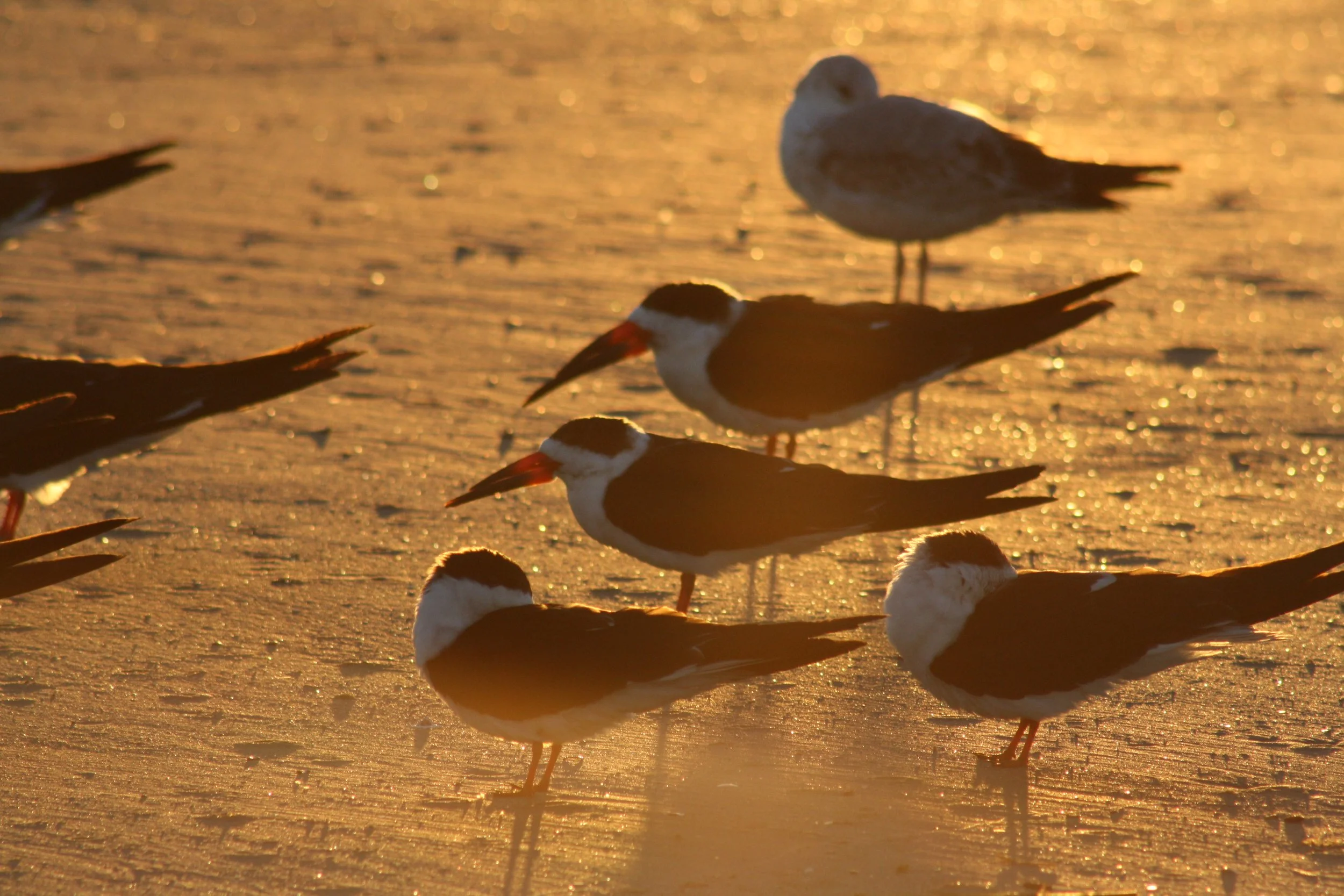 Black Skimmer, Tybee Island, GA, 2025.