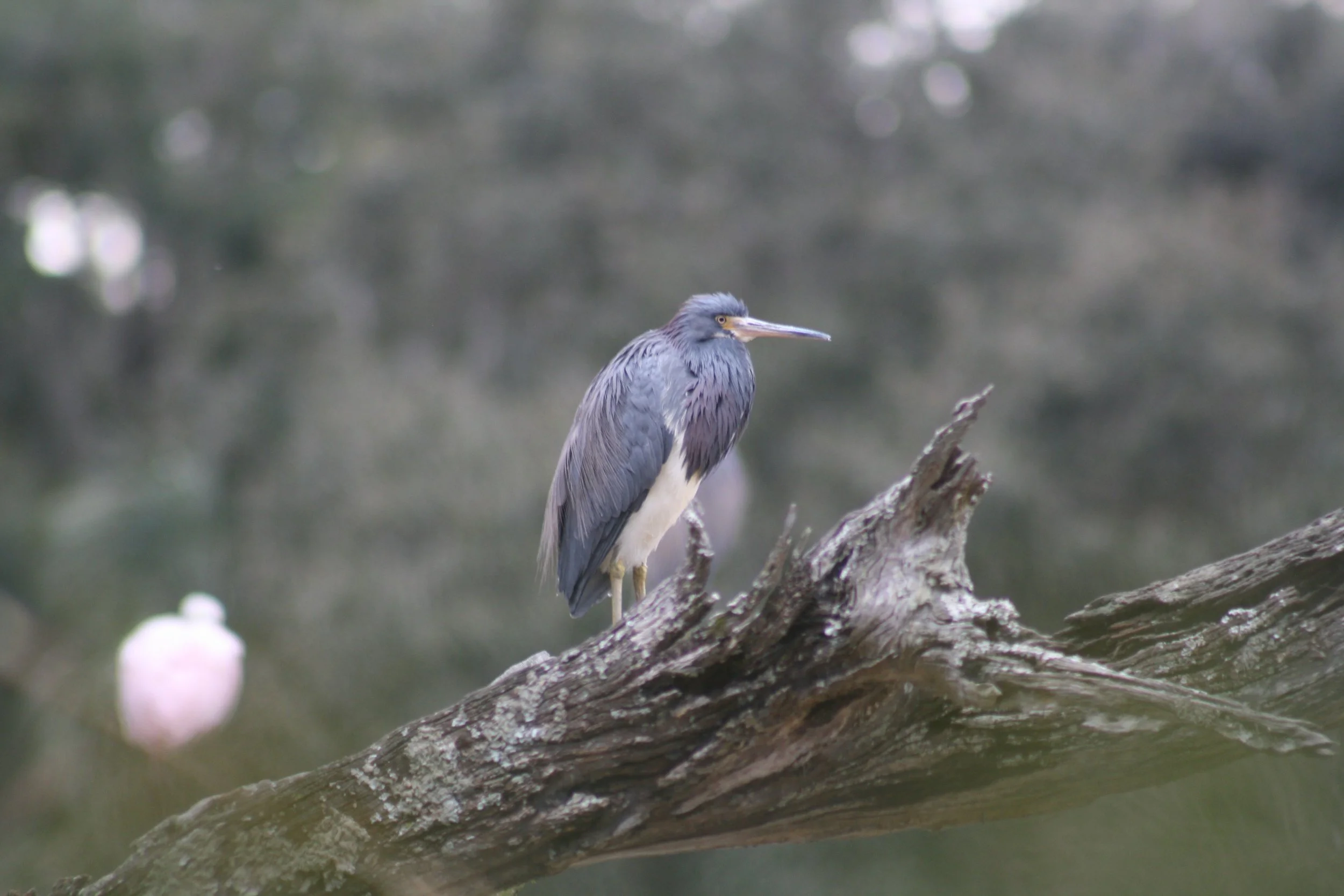 Tricolored Heron, Skidaway Island, GA, 2026.