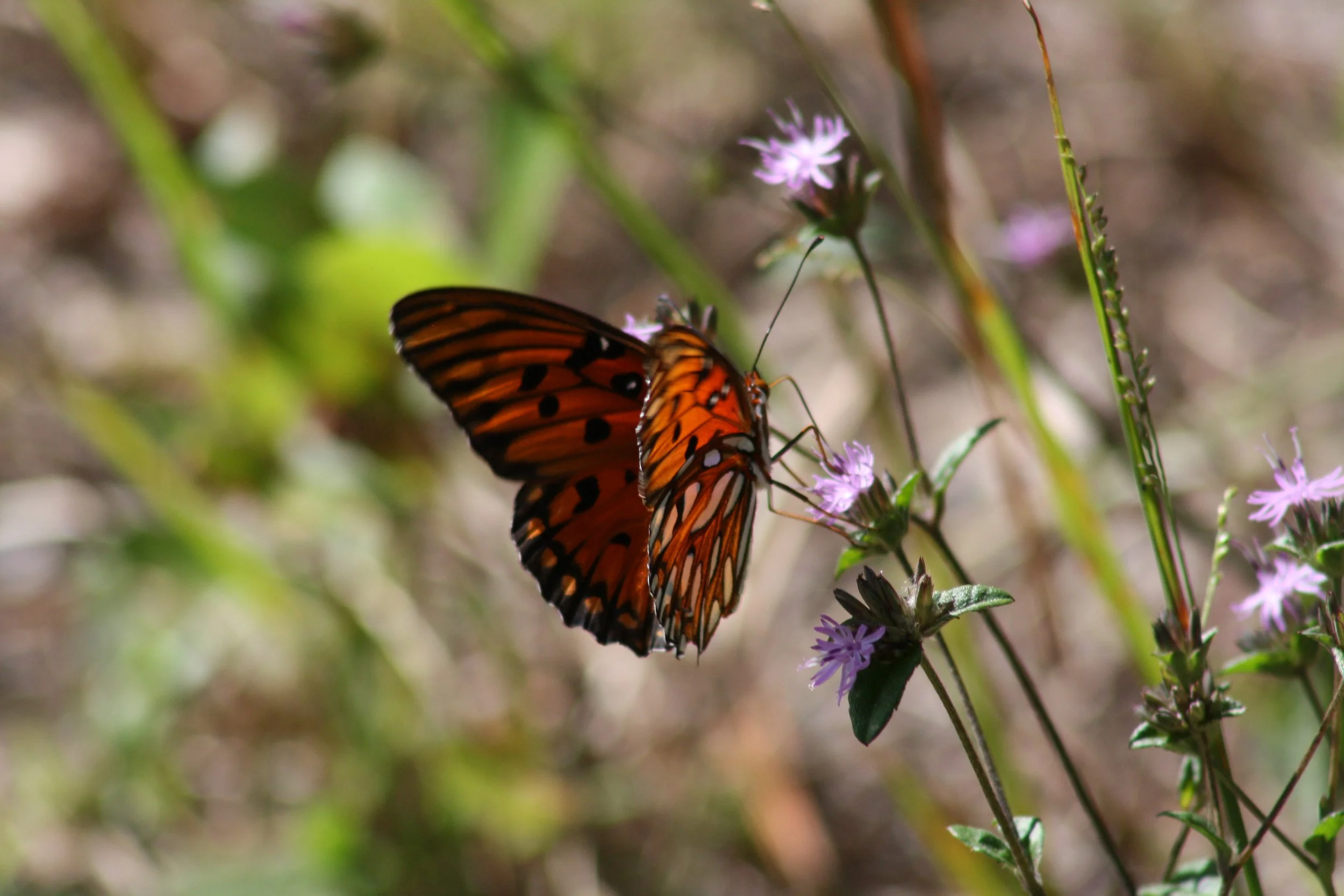 Harris Neck, GA, 2025.