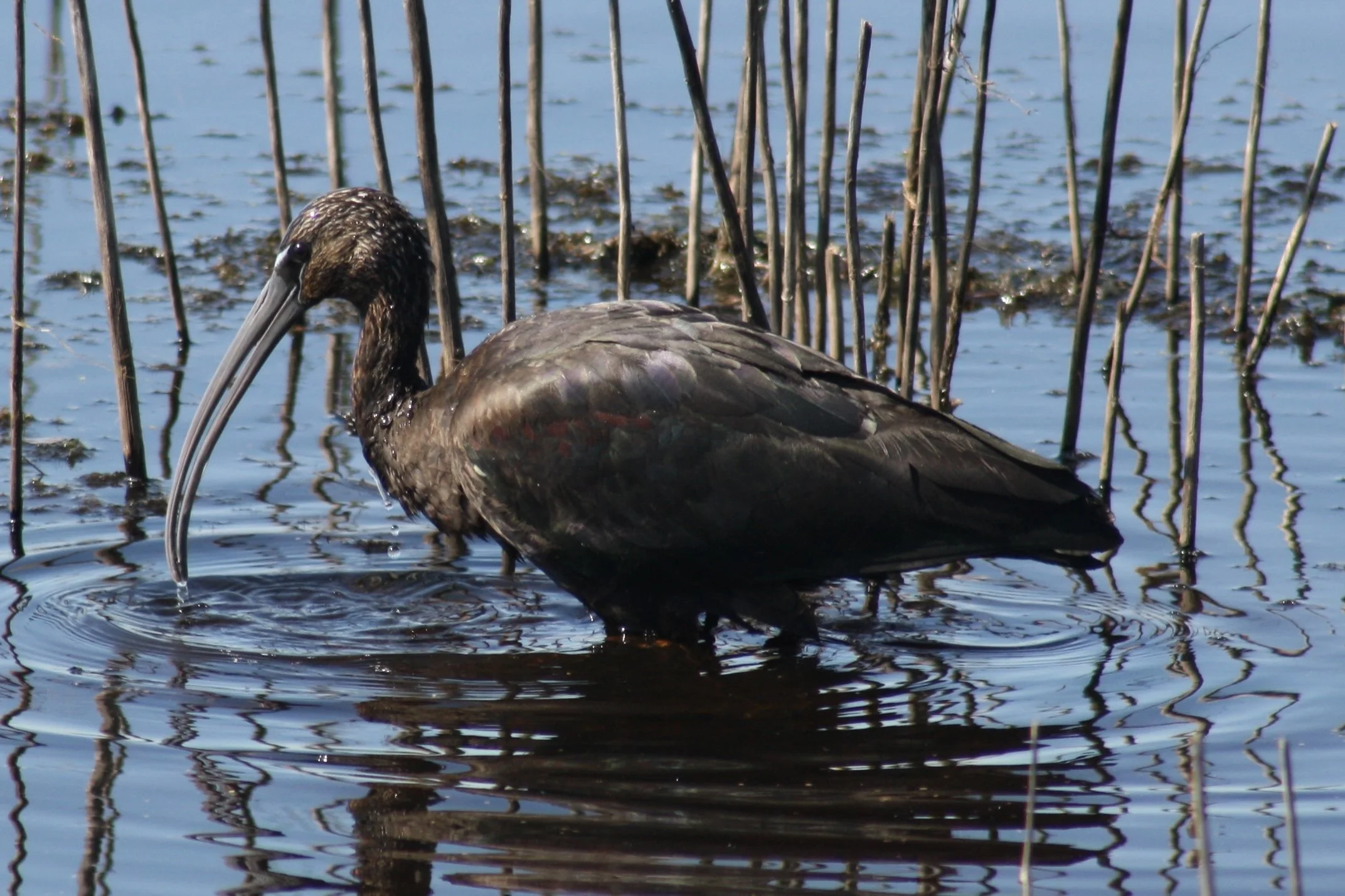 Glossy Ibis, Savannah, GA, 2026.