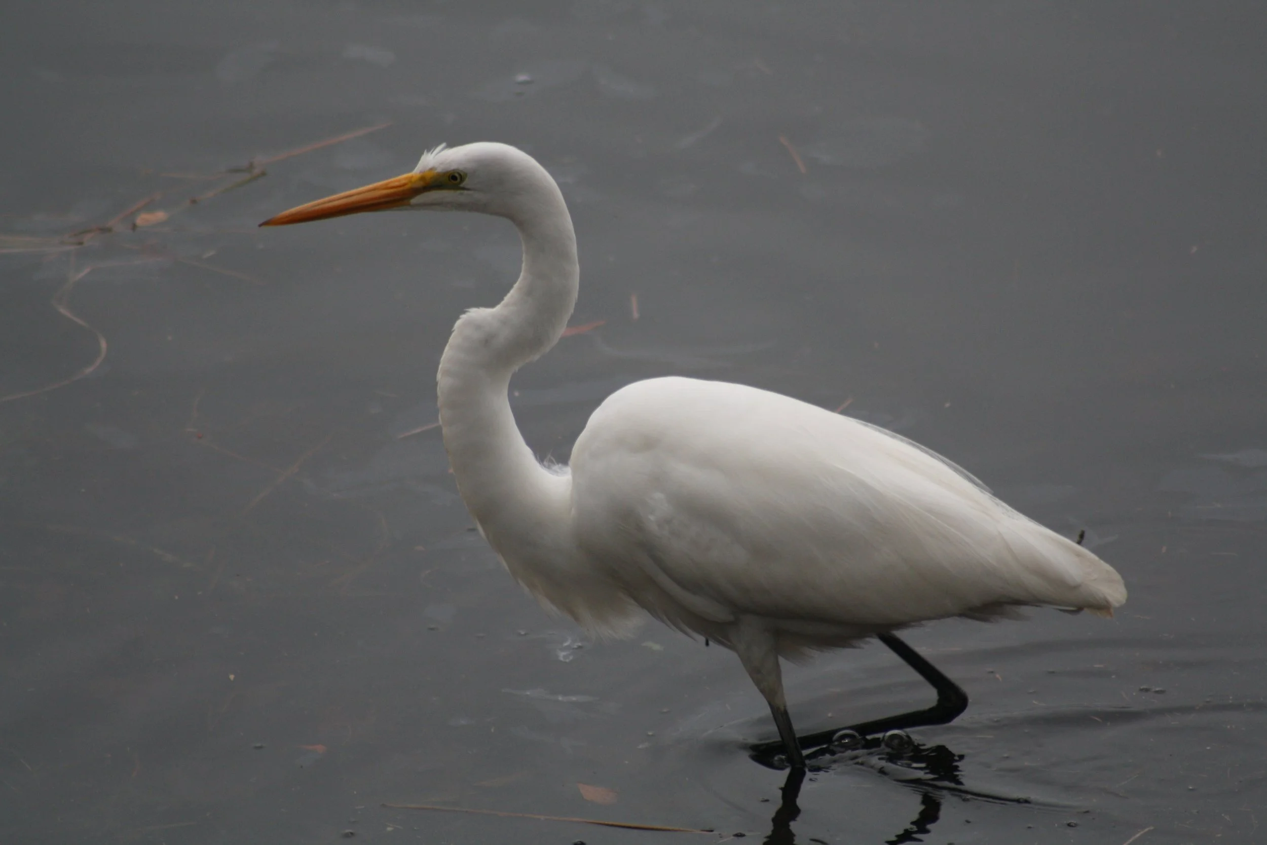 Great Egret, Savannah, GA, 2026.