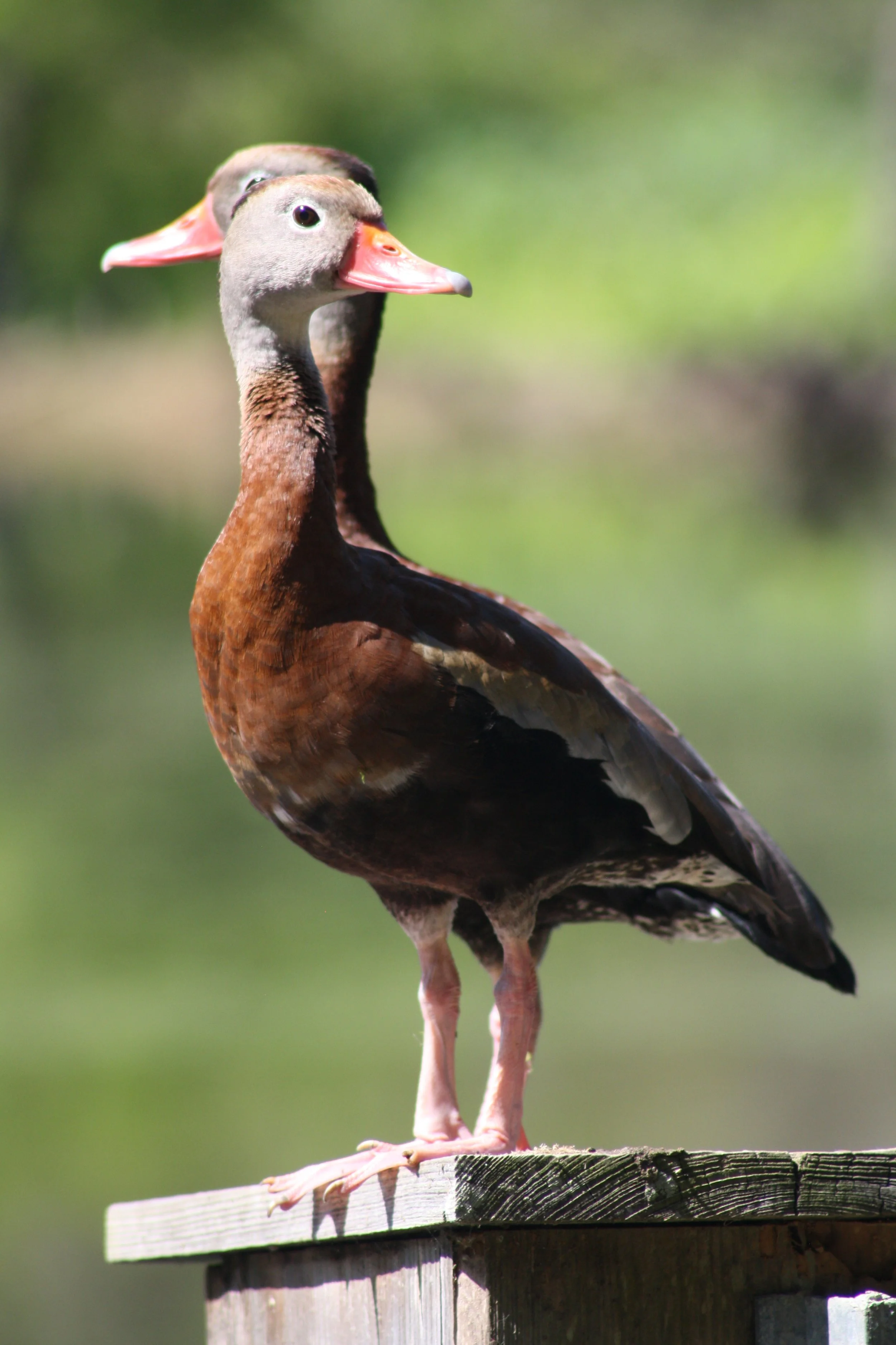 Black Bellied Whistling Duck, Hilton Head Island, SC, 2026.