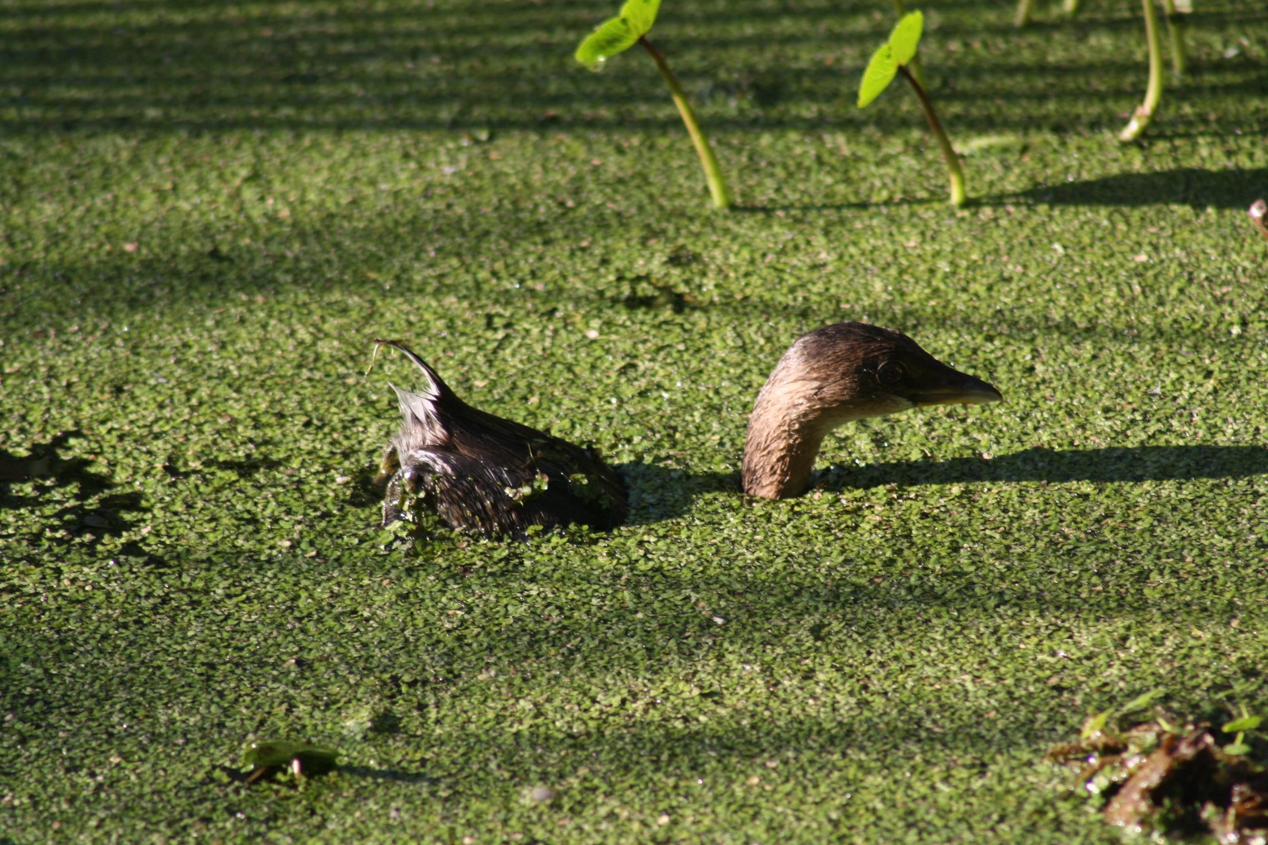 Pied Billed Grebe, Skidaway Island, GA, 2025.