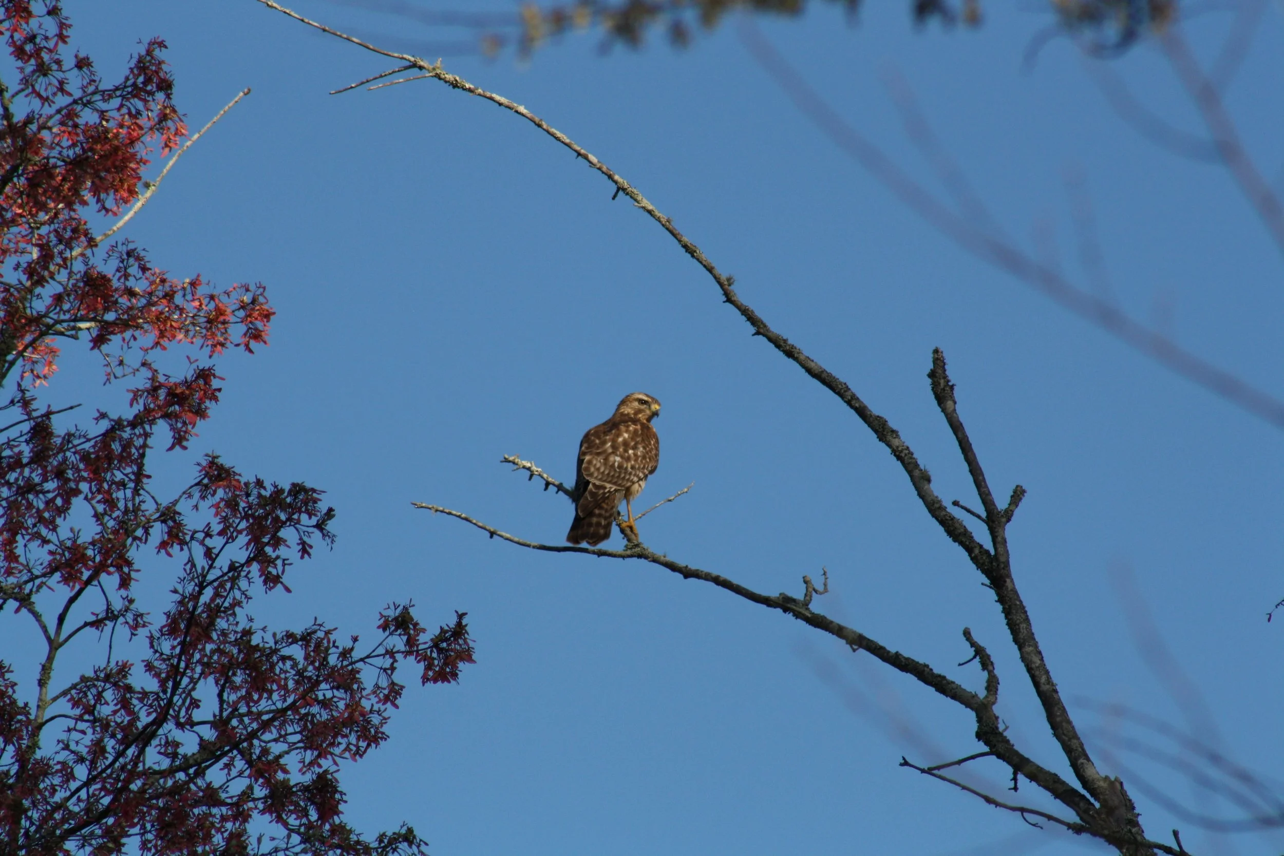 Red Tailed Hawk, Cochran Shoals, GA, 2025.