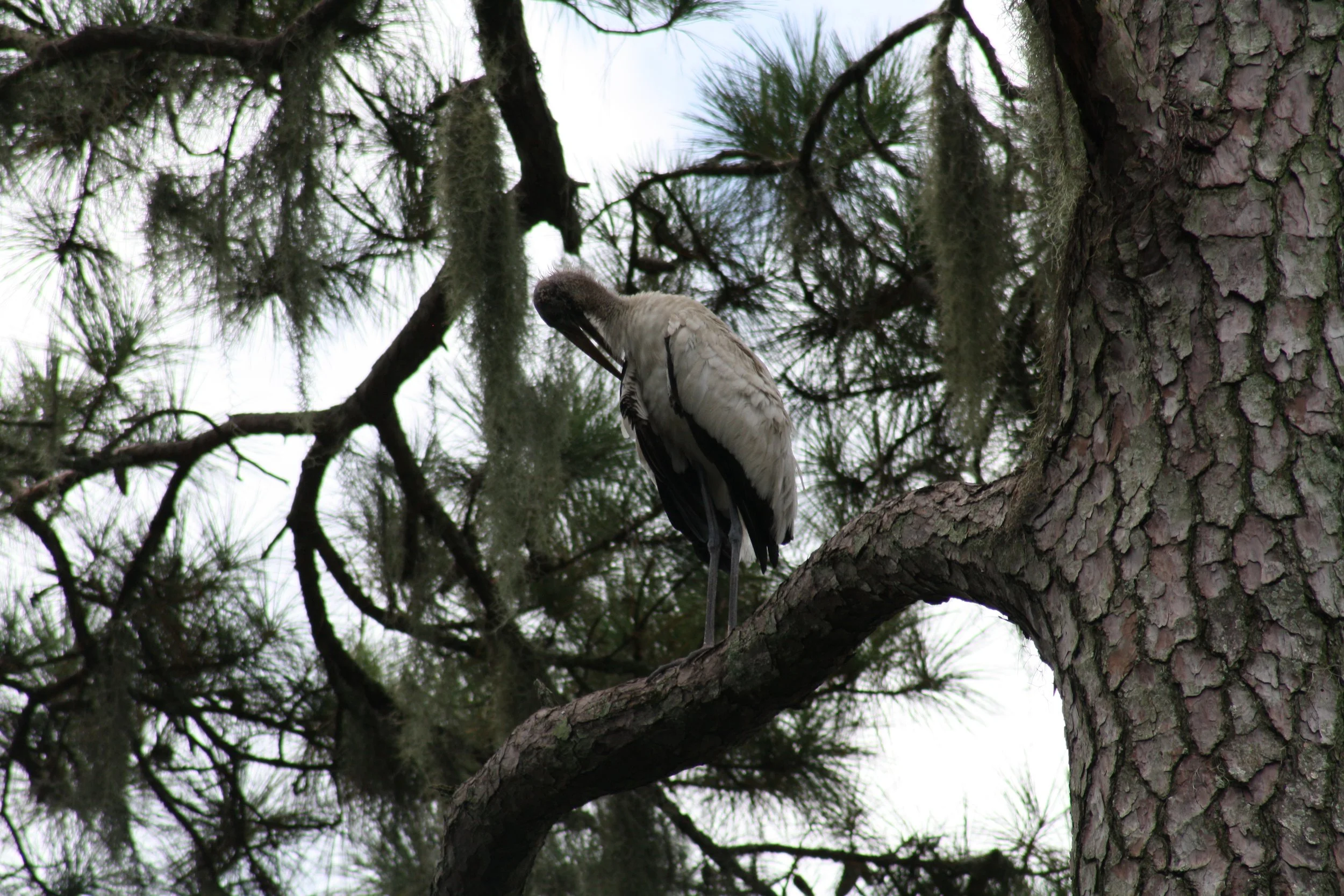 Wood Stork, Skidaway Island, GA, 2025.