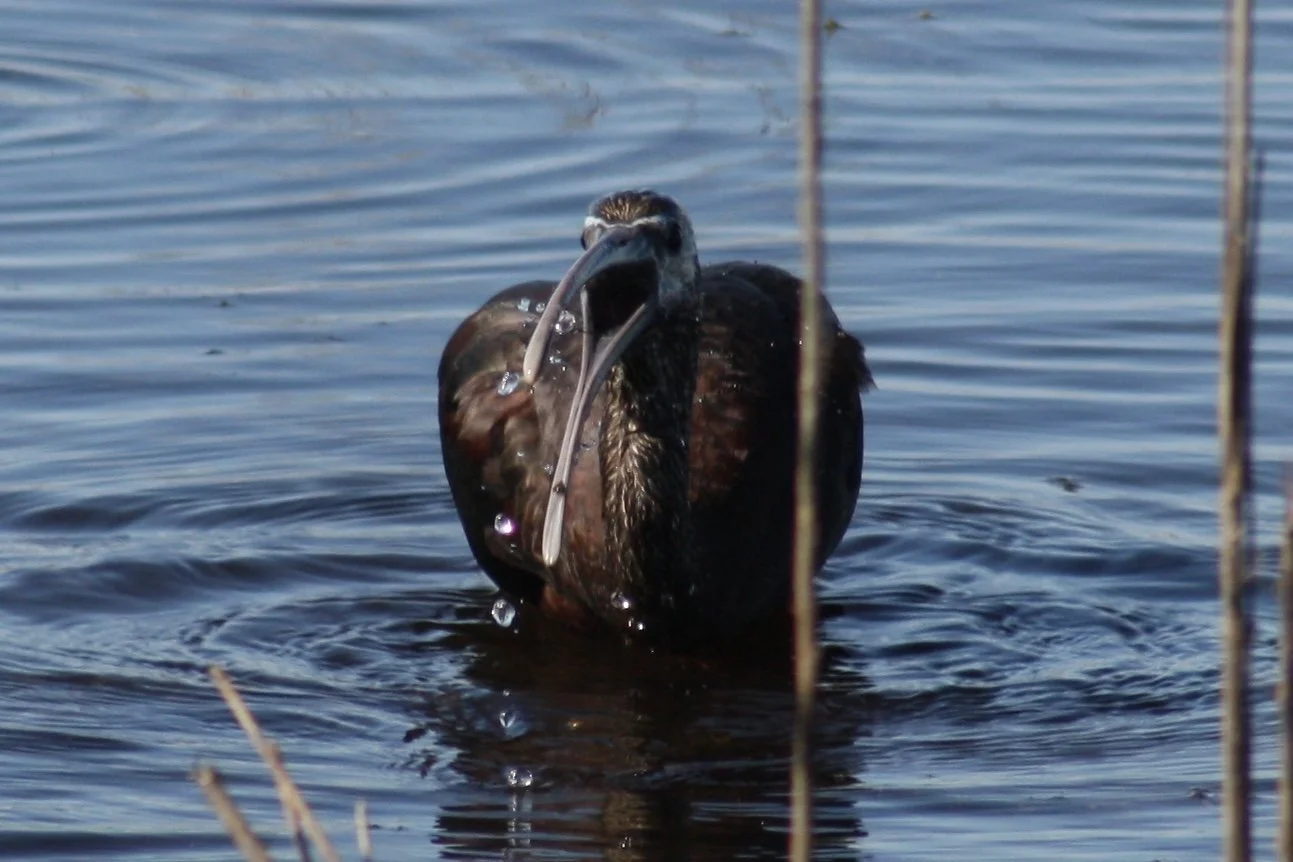 Glossy Ibis, Savannah, GA, 2026.