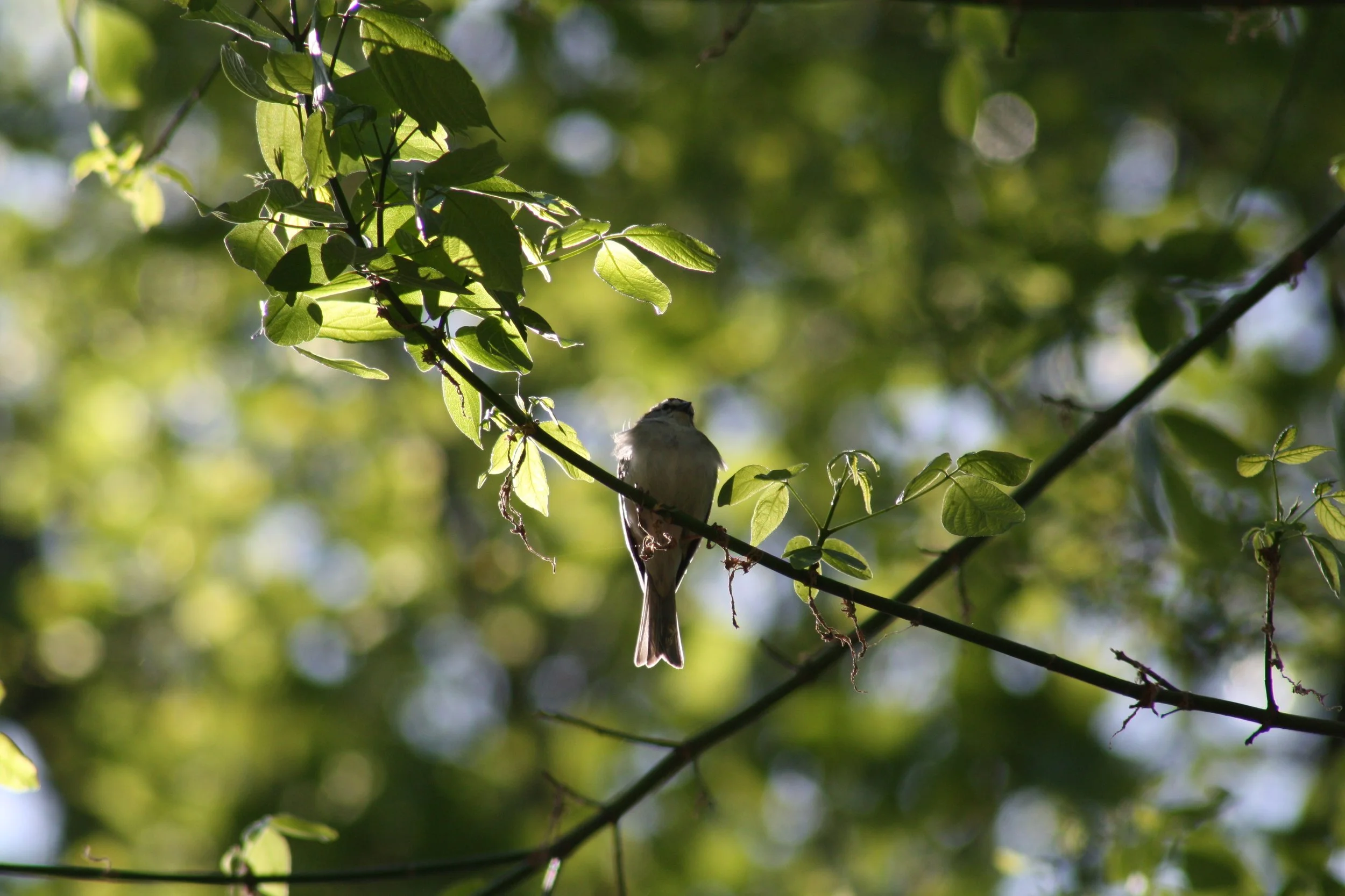 Tufted Titmouse, Atlanta, GA, 2025.