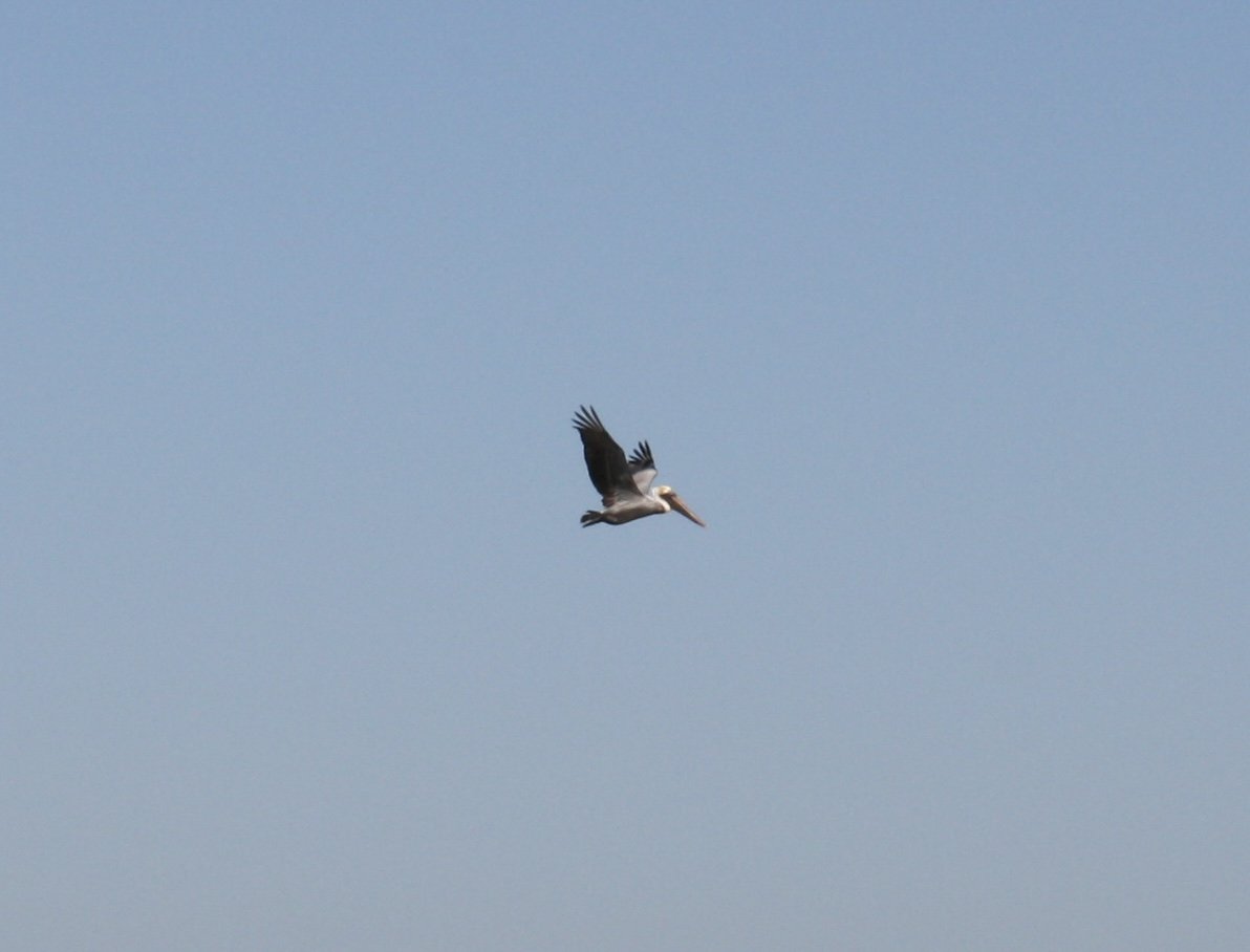 Brown Pelican, Jekyll Island, GA, 2025.